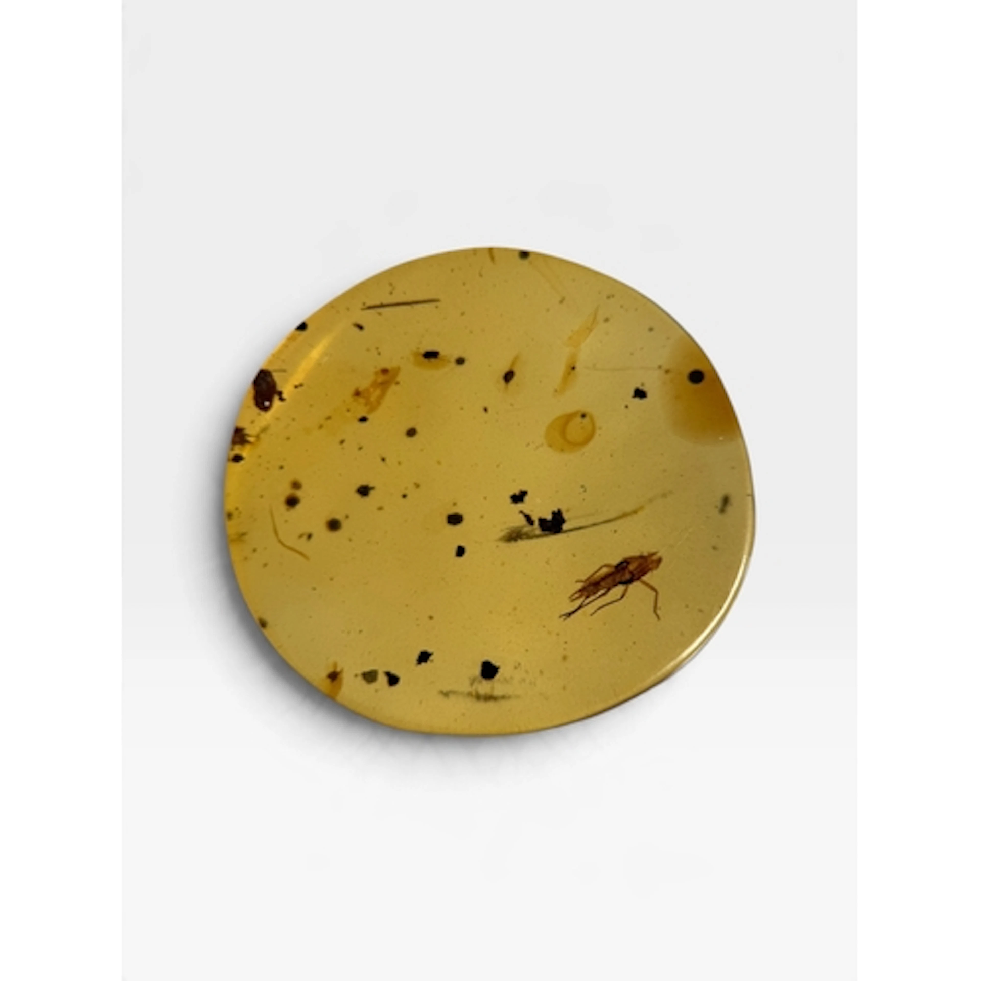 AN UNKNOWN INSECT FOSSIL IN AMBER A highly detailed unknown ...
