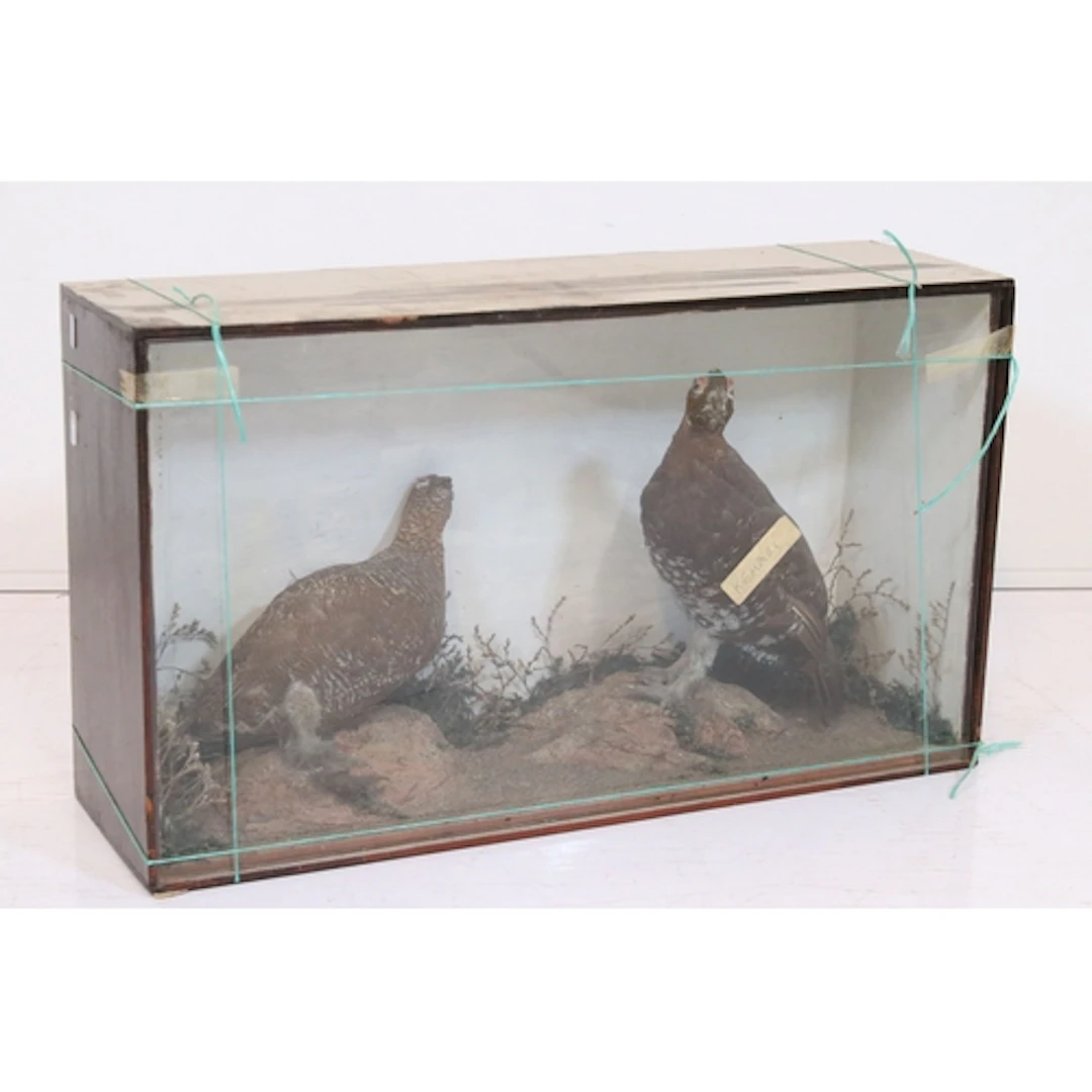 Late 19th/early 20th century pair of taxidermy red grouse po...