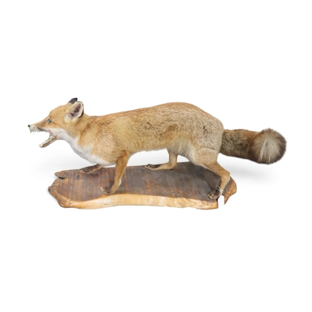 A taxidermy red fox, modelled with jaws agape, upon a wooden...