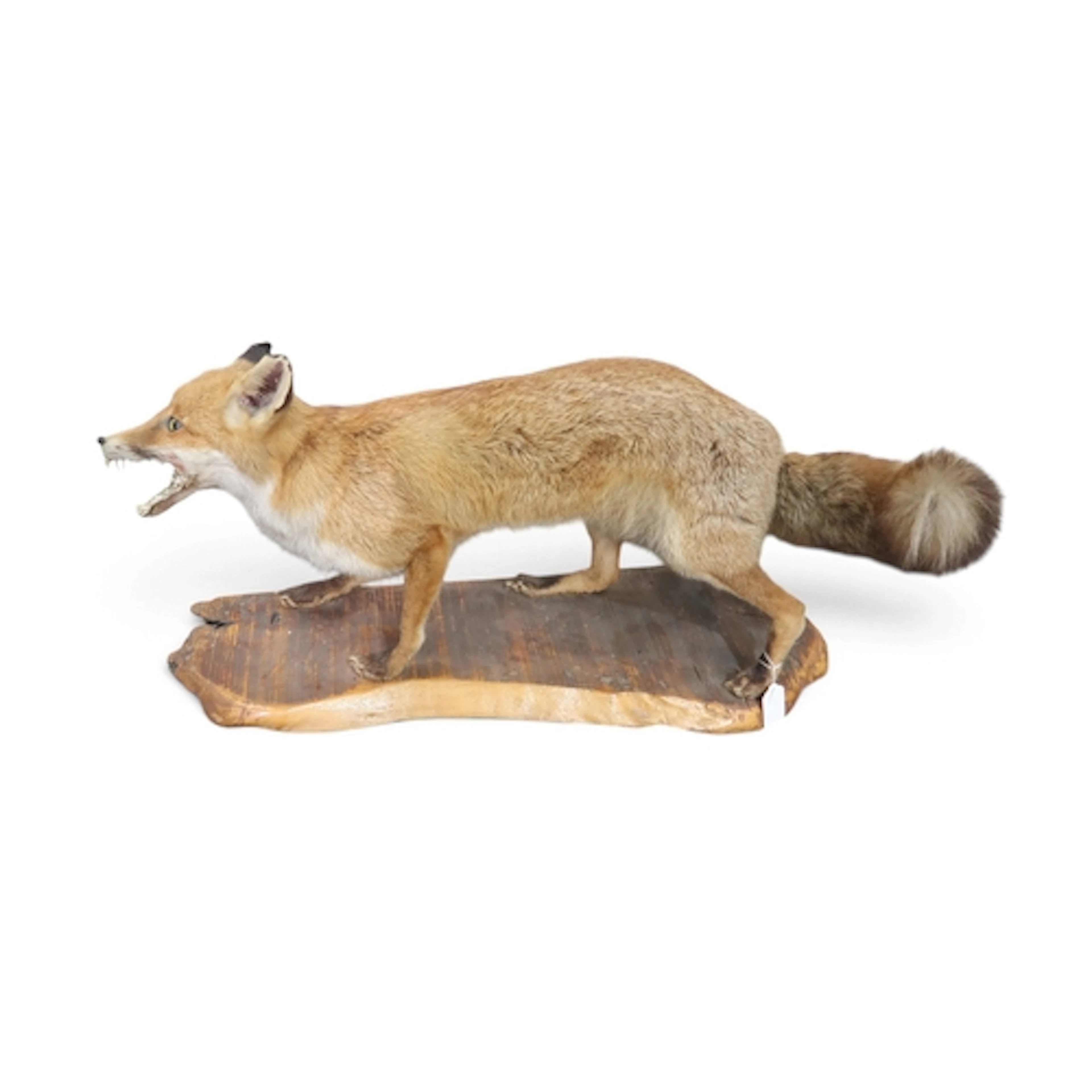 A taxidermy red fox, modelled with jaws agape, upon a wooden...
