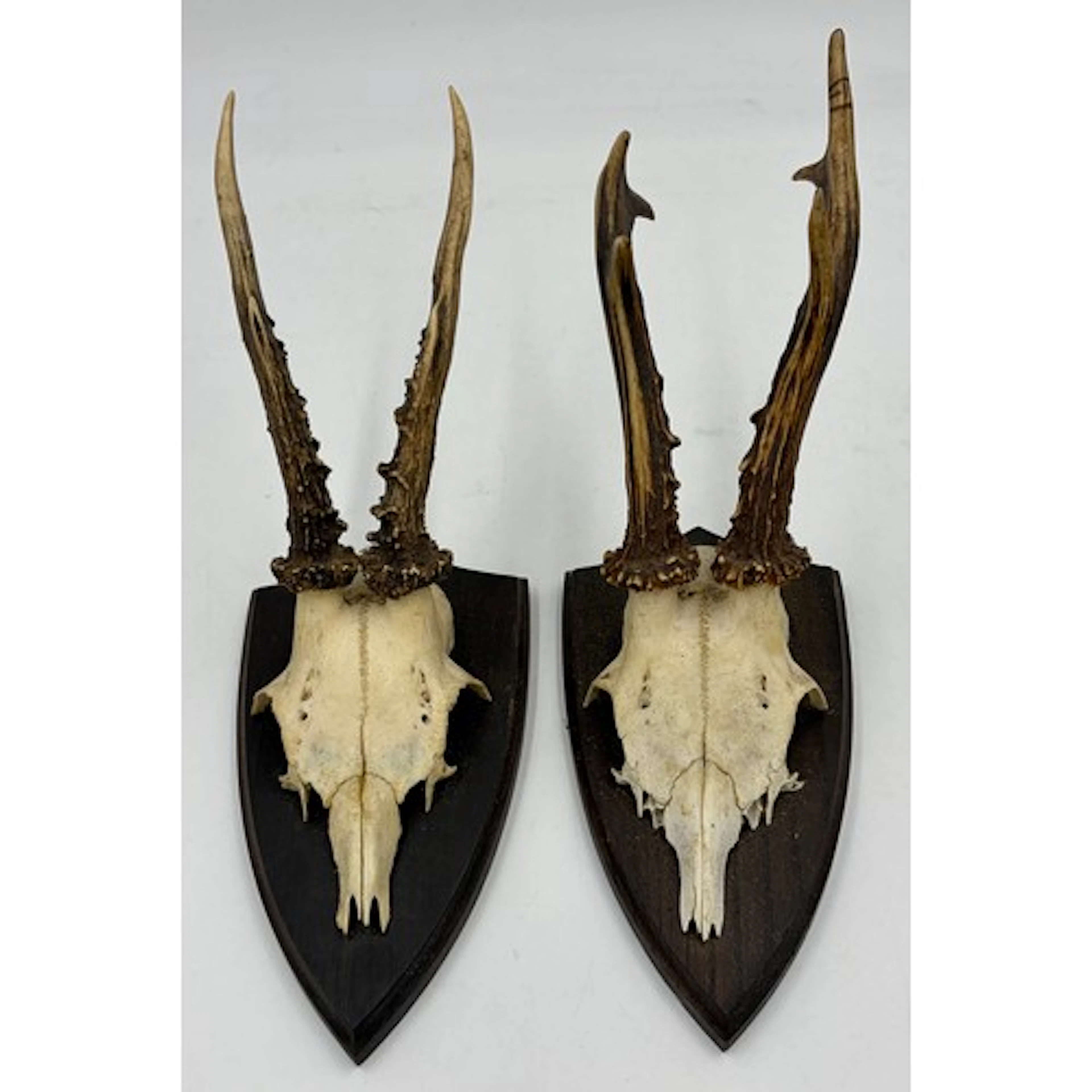 European Roe deer antlers and partial skulls mounted on wood...