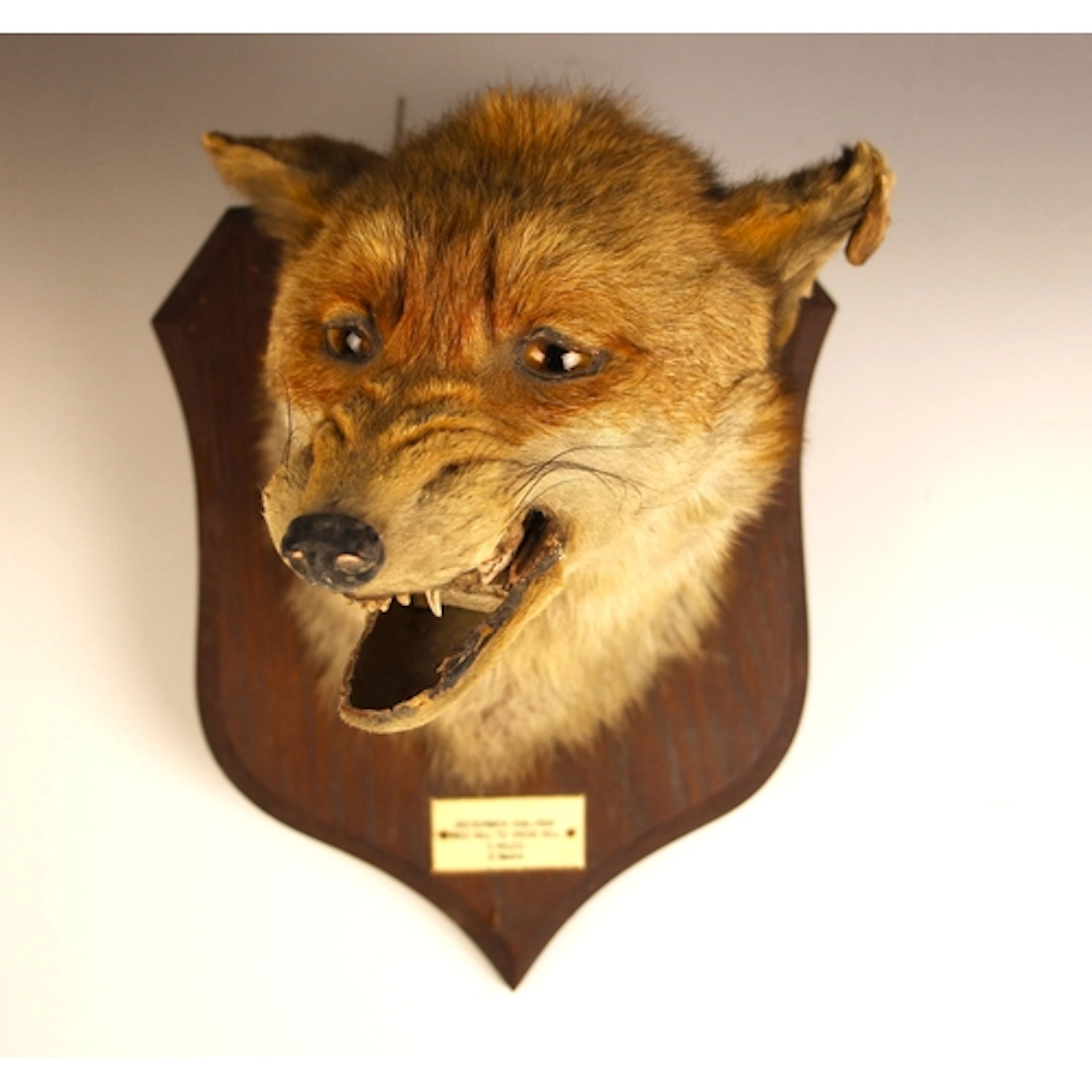 TAXIDERMY: A fox [Vulpes vulpes] mask mount by P. Spicer & S...
