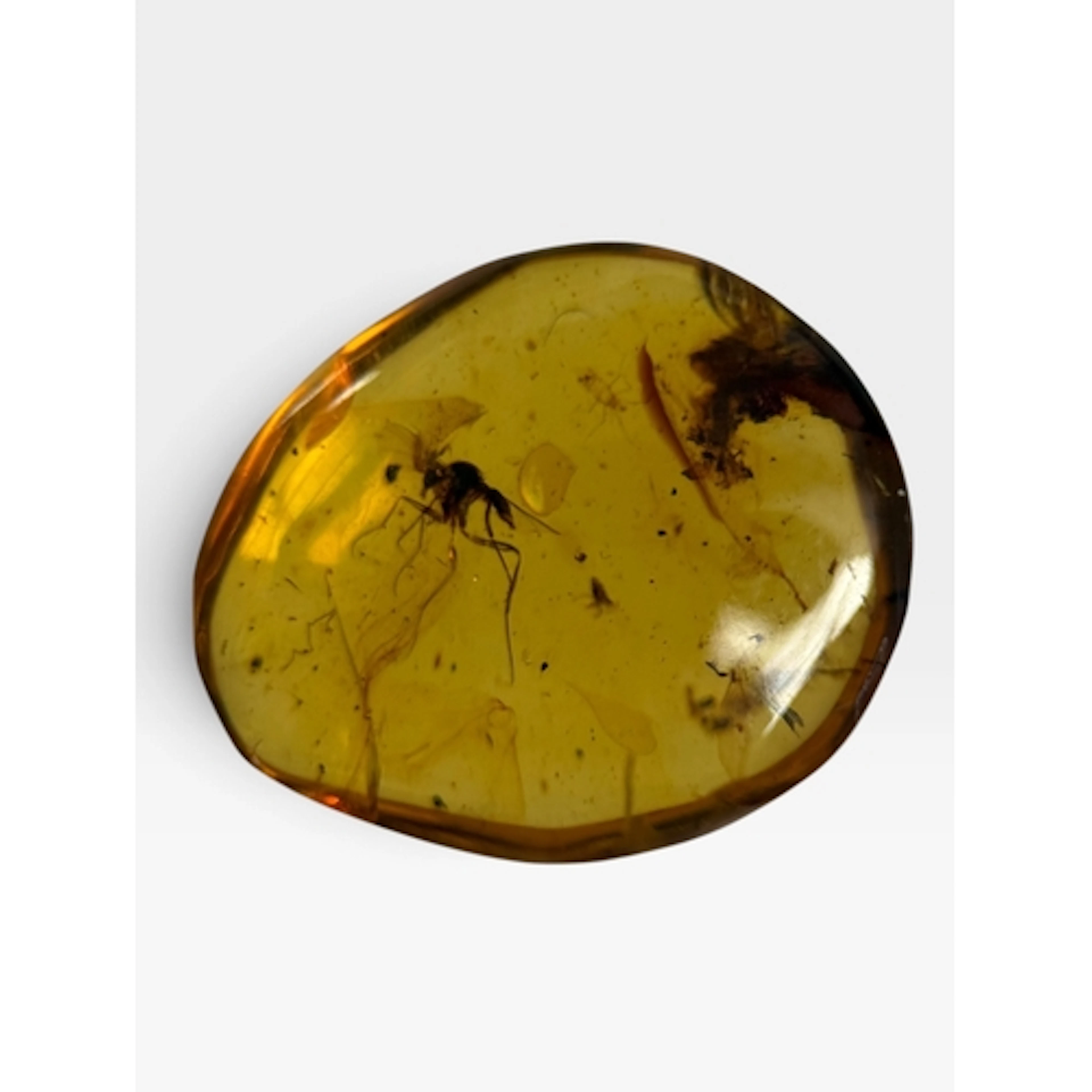 A MOSQUITO INSECT FOSSIL IN AMBER A highly detailed mosquito...