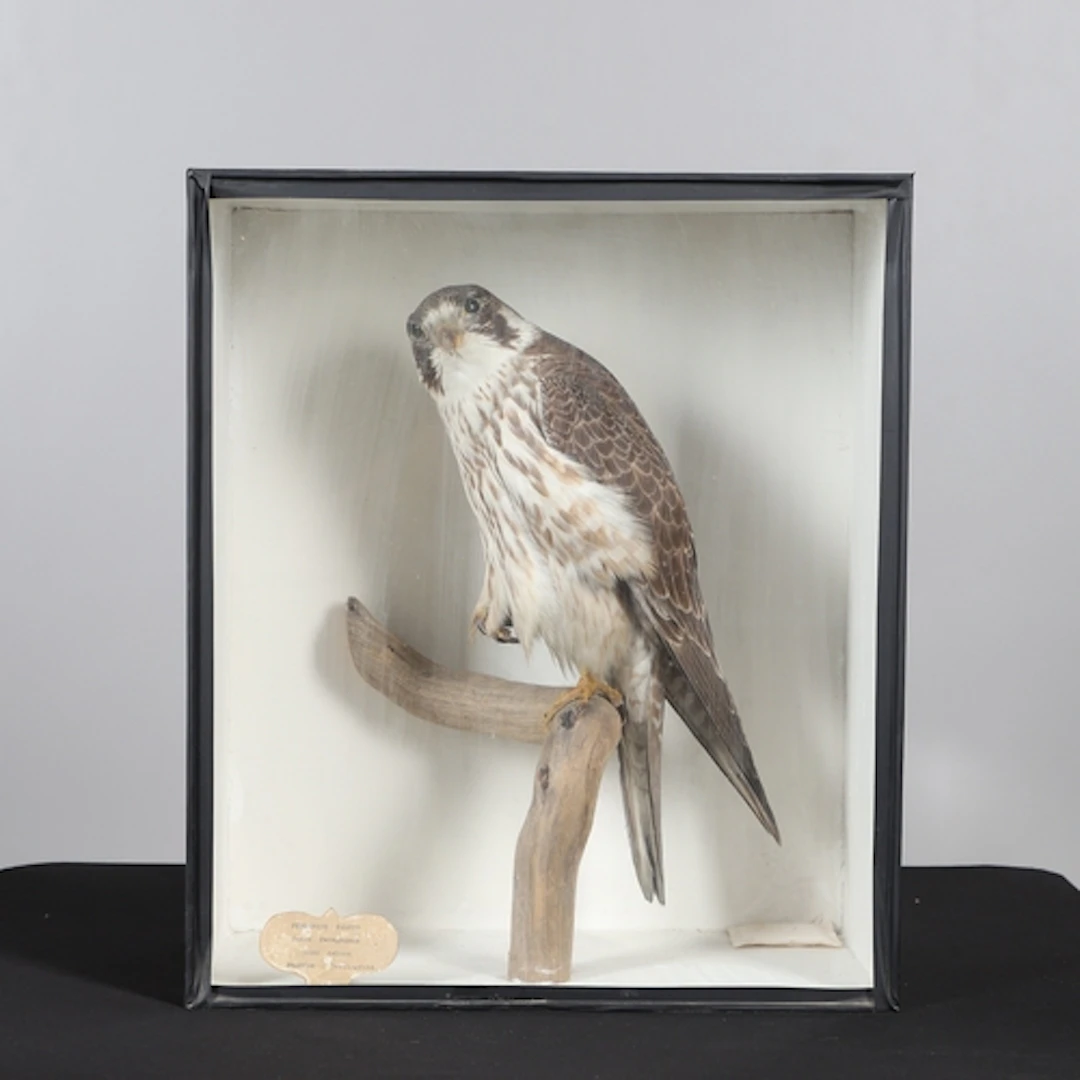 TAXIDERMY - PEREGRINE FALCON BY 'C CULLINGFORD'. A Peregrine...