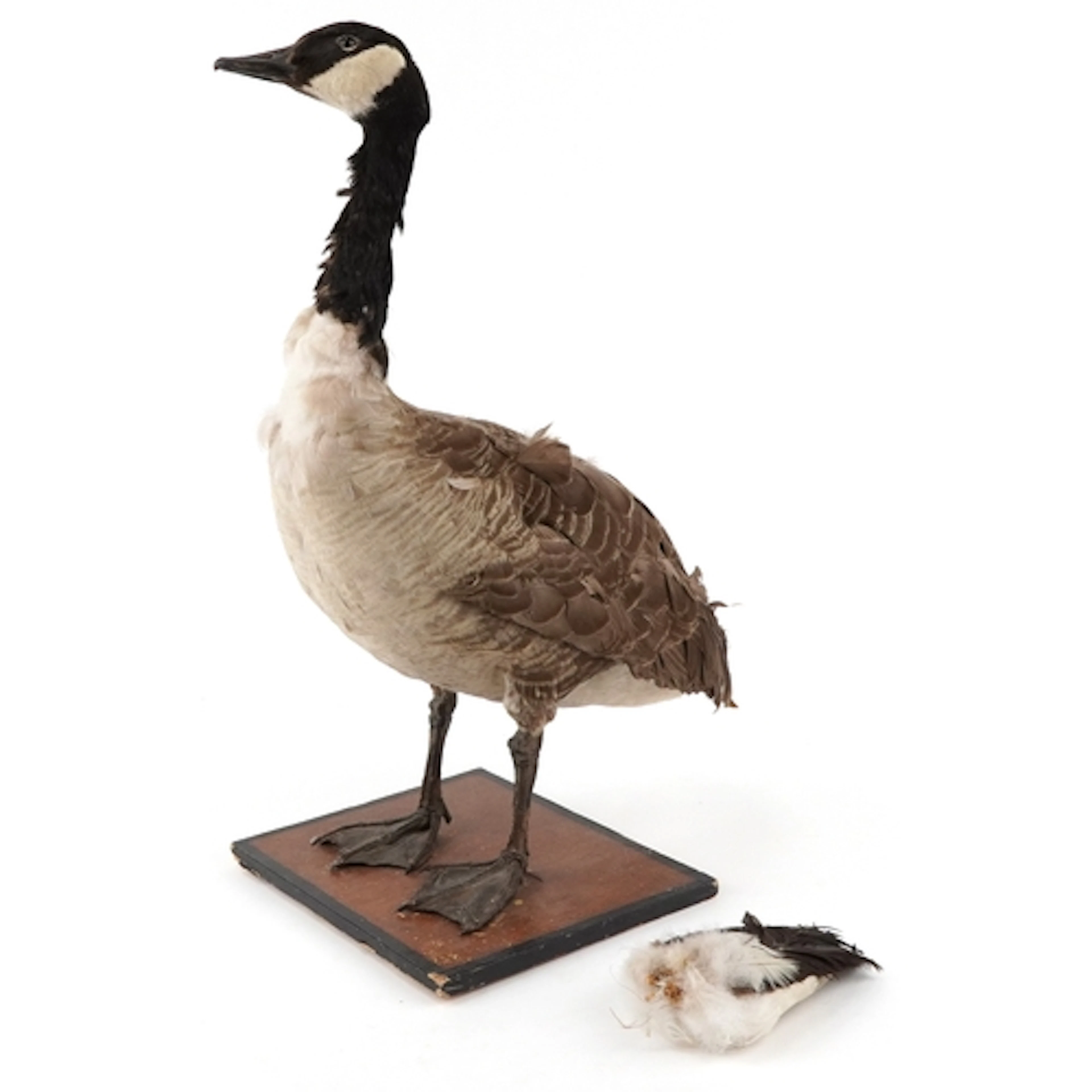 Taxidermy specimen of a Canadian Goose, 70cm high.