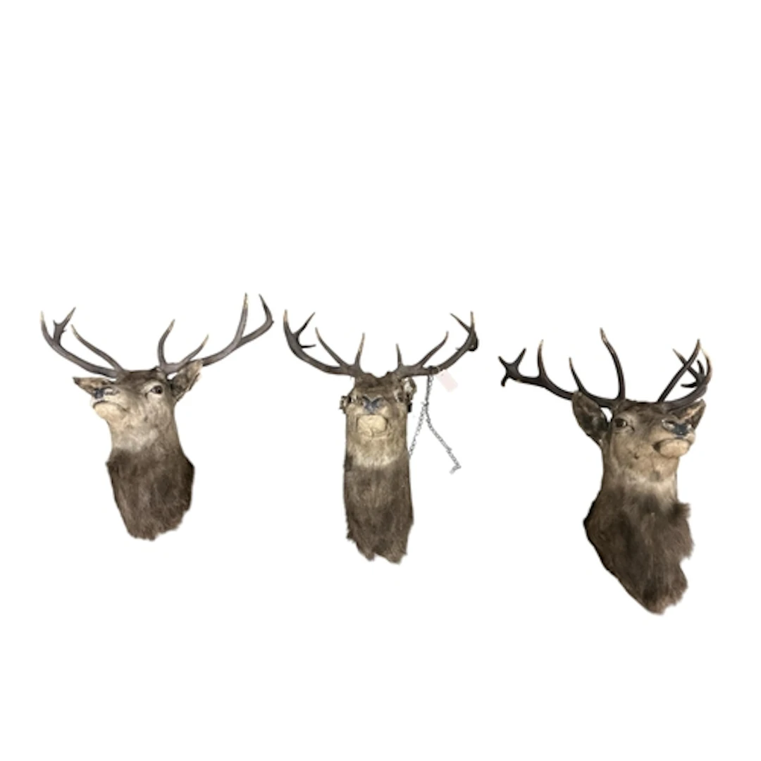 Three taxidermy stags' head wall trophies