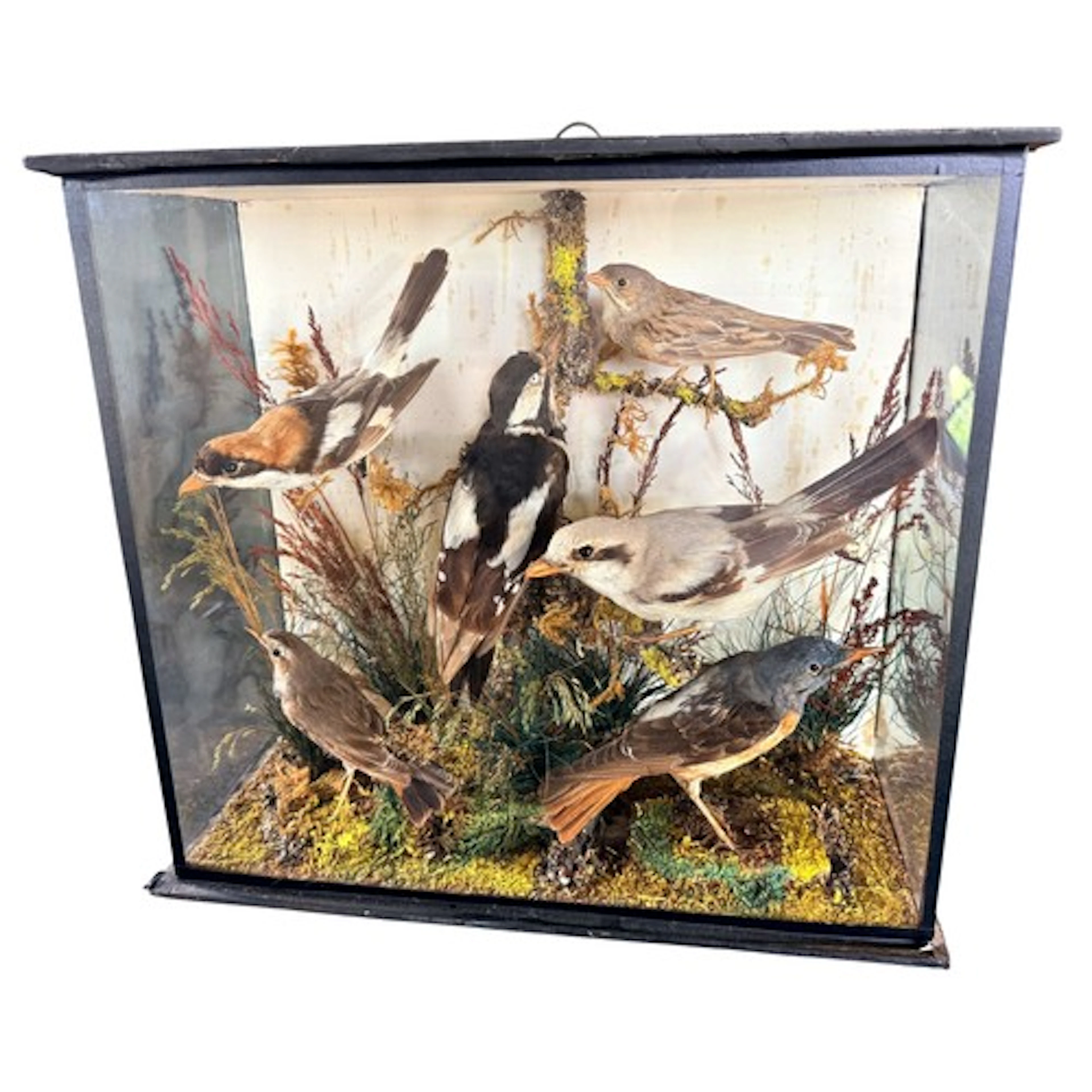 A 19th century cased and glazed taxidermy bird display to in...