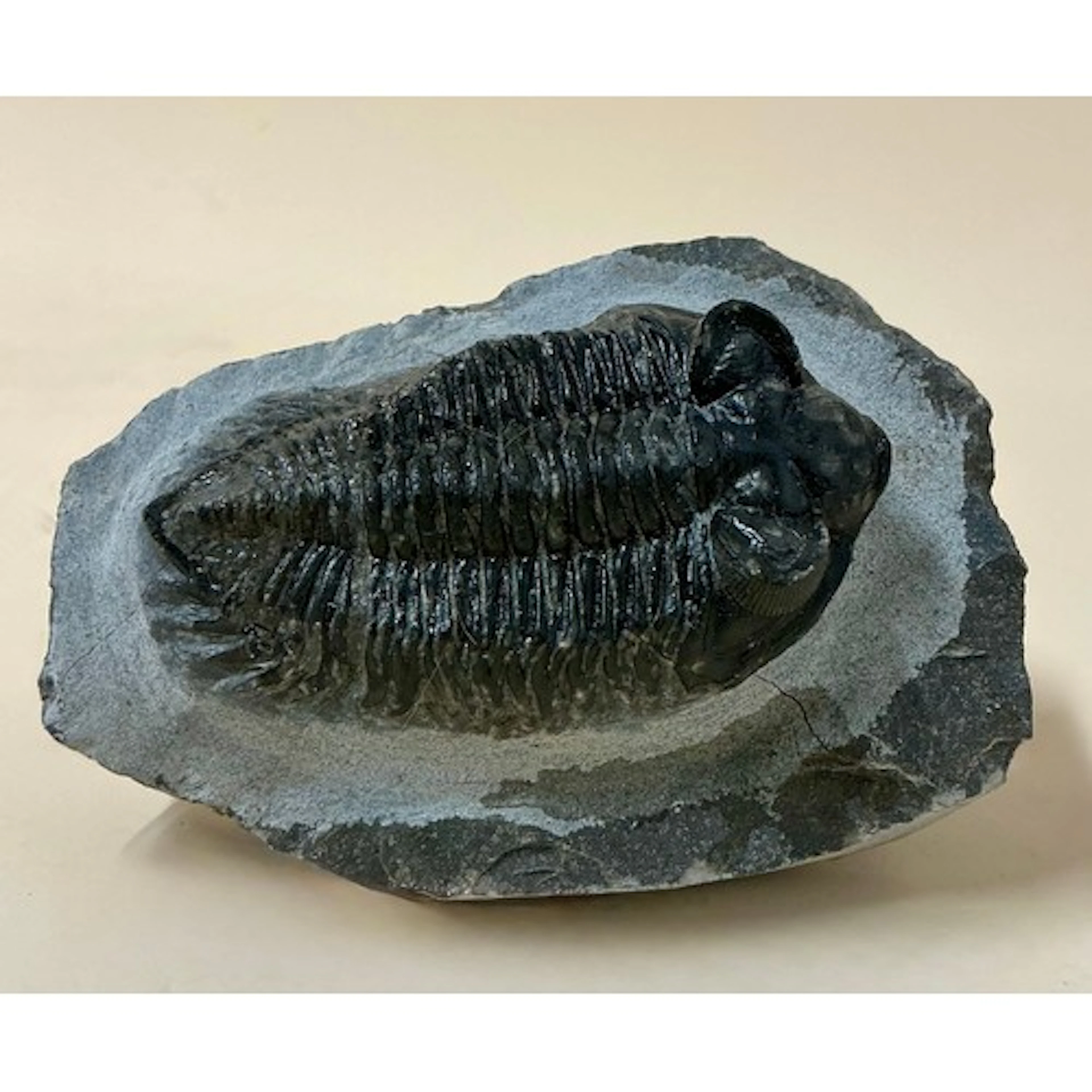A well preserved Lower Devonian period Trilobite (Coltraneia...