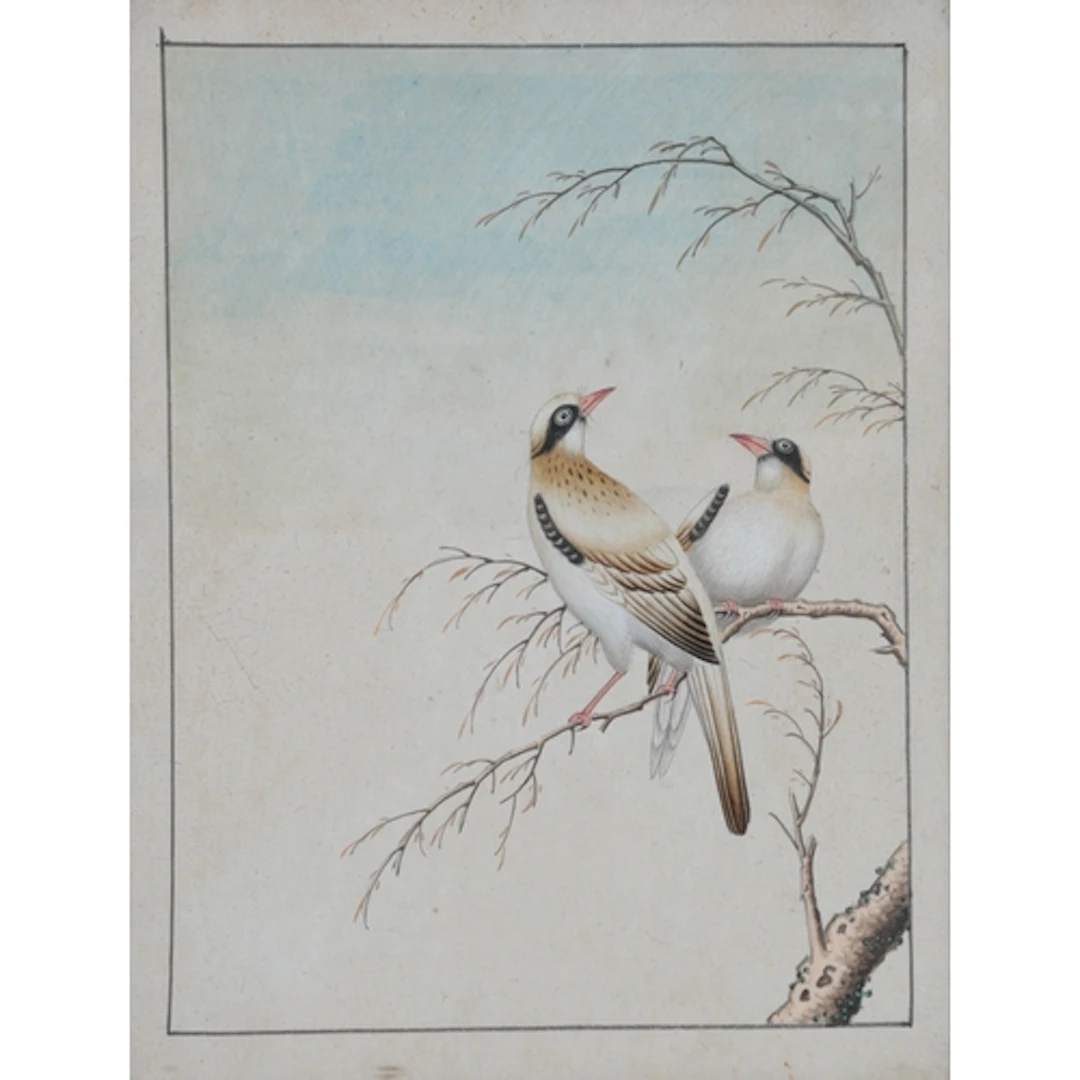 Indian school (Early 19th century) Two Grey Hypocolius bird...