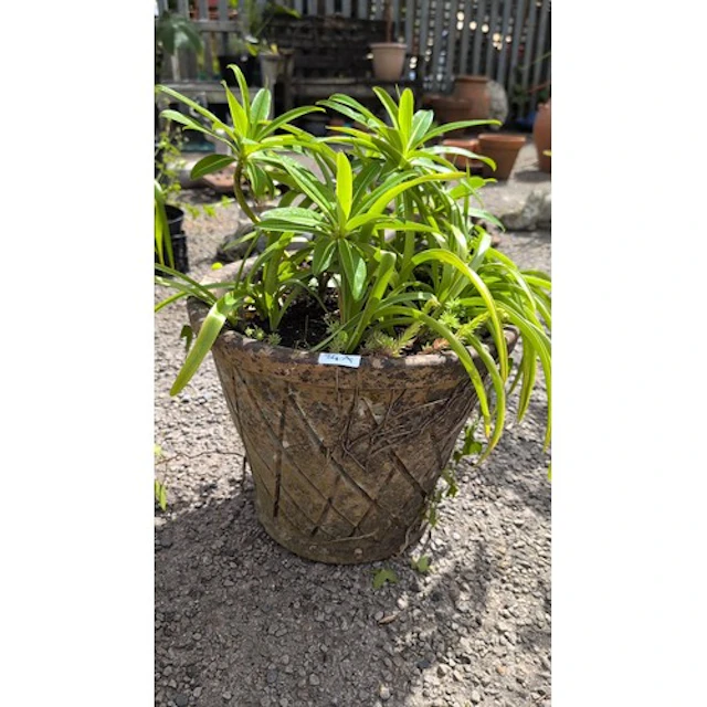 Large cast-stone garden urn planter of flared cylindrical fo...