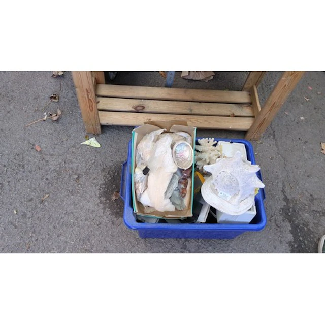 A collection of marine and natural specimens, including a la...