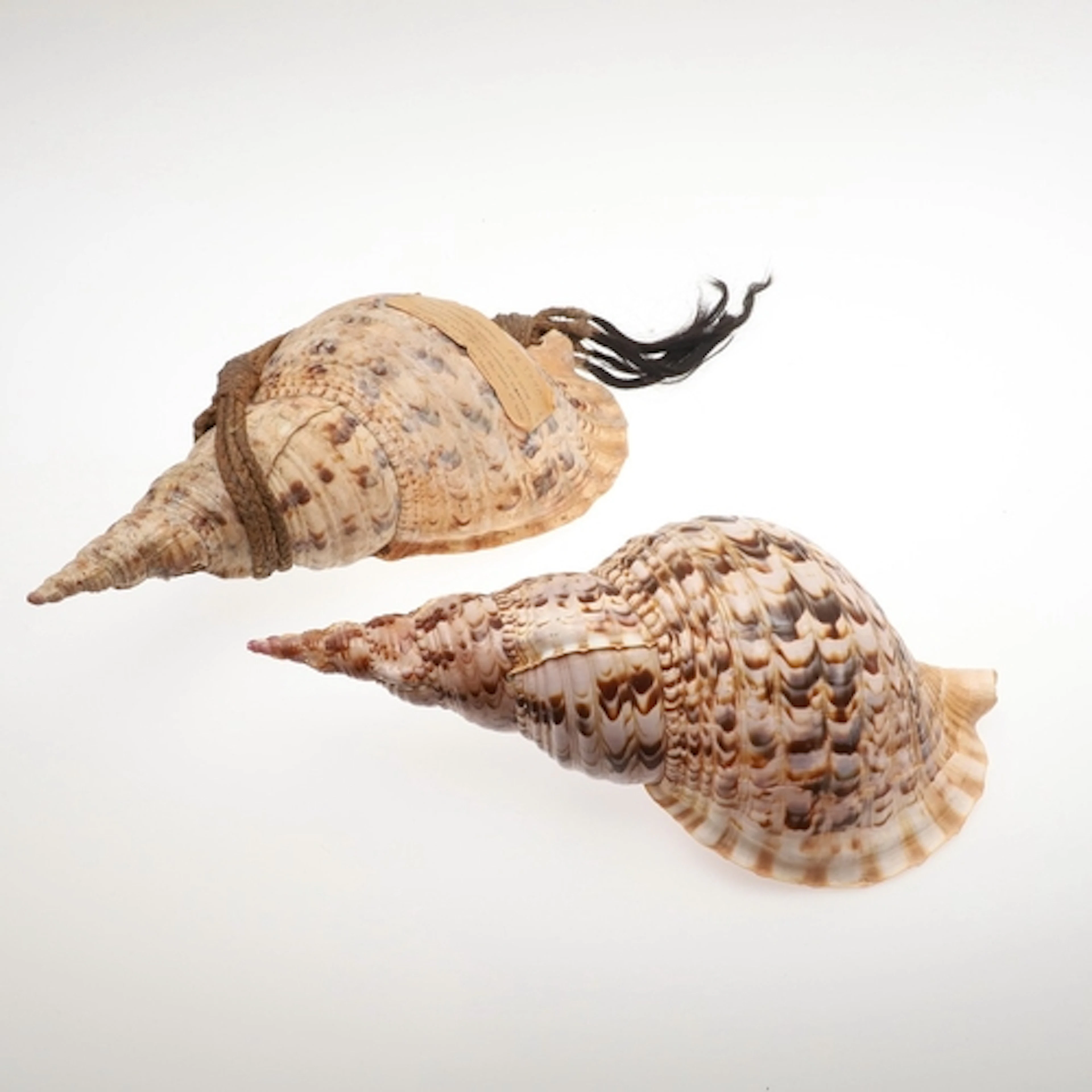 A CONCH SHELL TRUMPET FROM THE MARQUESAS ISLANDS AND ANOTHER...