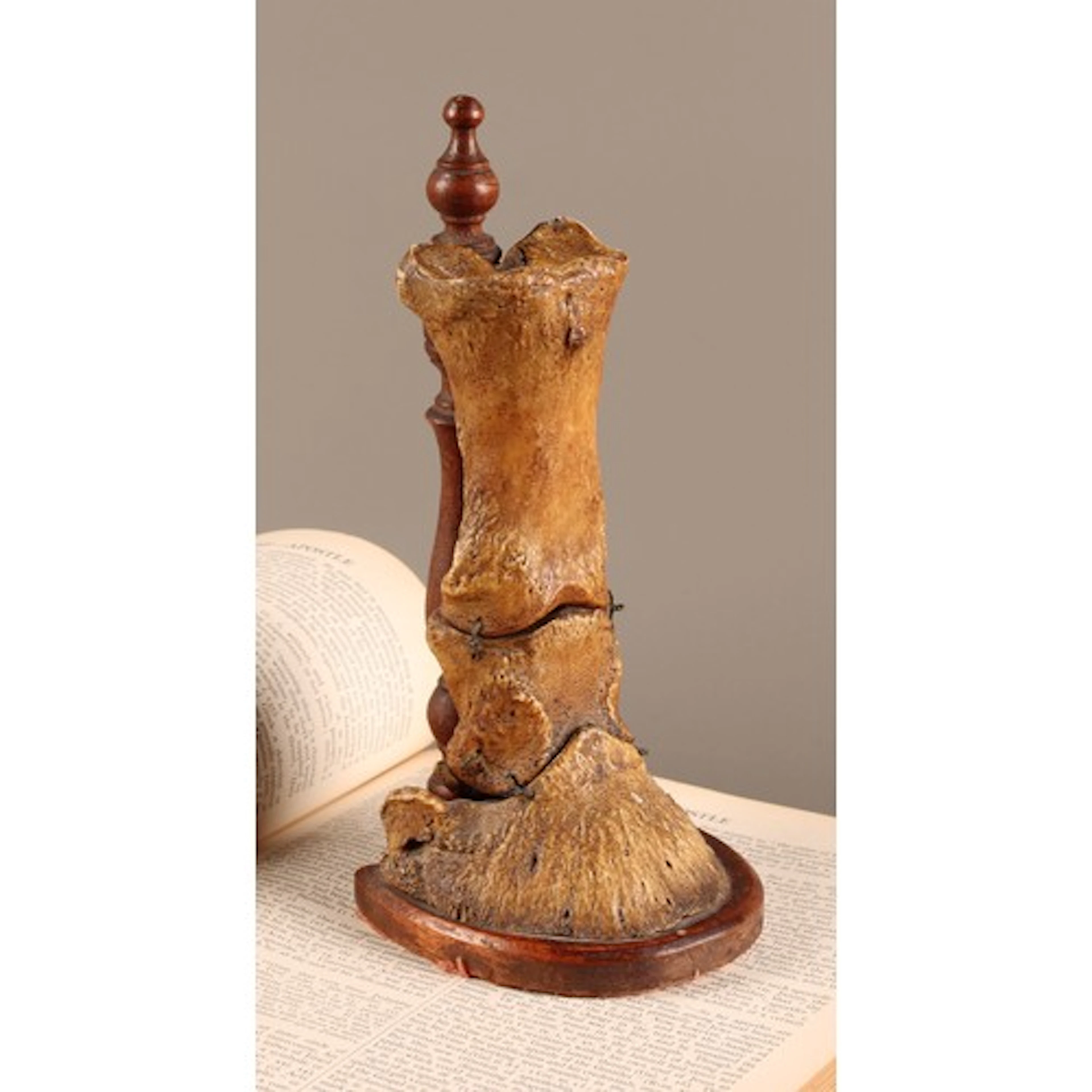 Natural History - Equine Interest - a horse distal limb, mou...