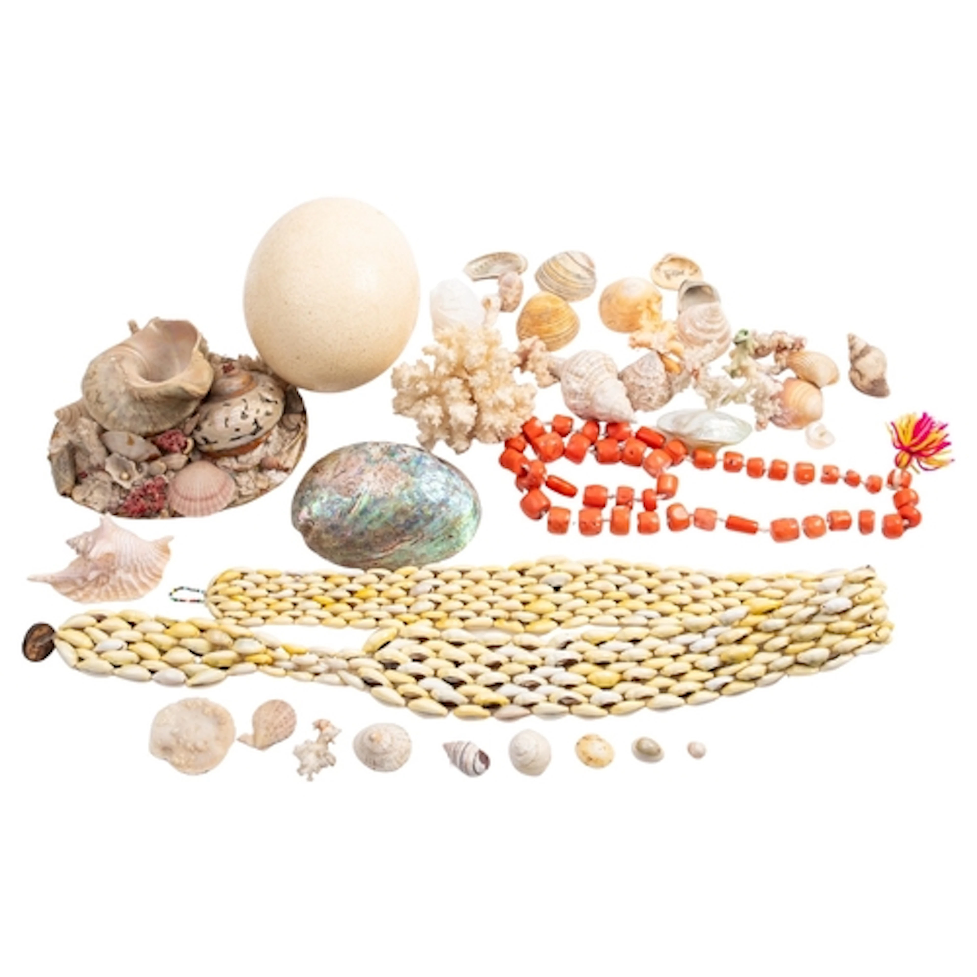Natural History. A collection of sea shells, coral and other...