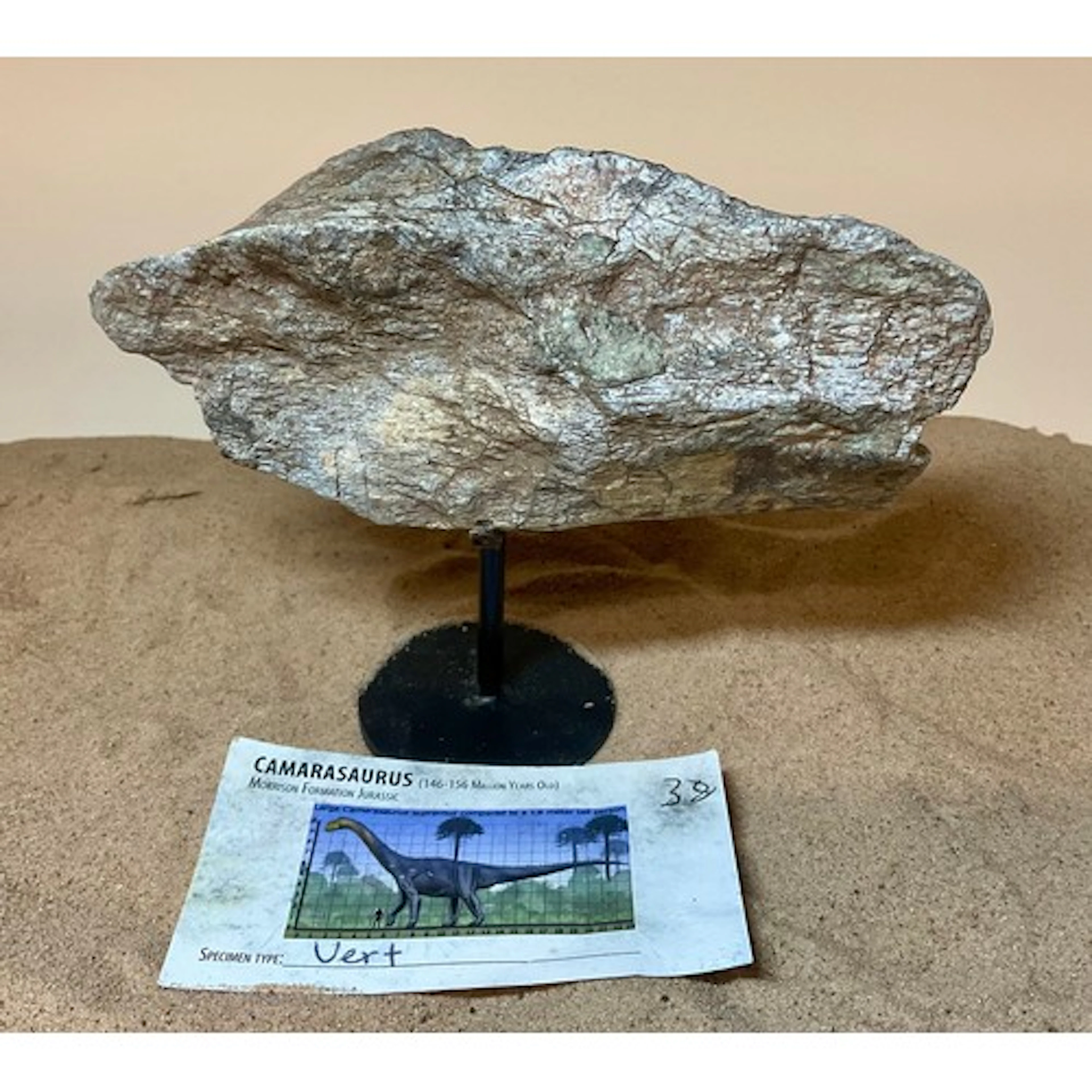 A Jurassic Period Camarasaurus vertebrae section on stand, s...