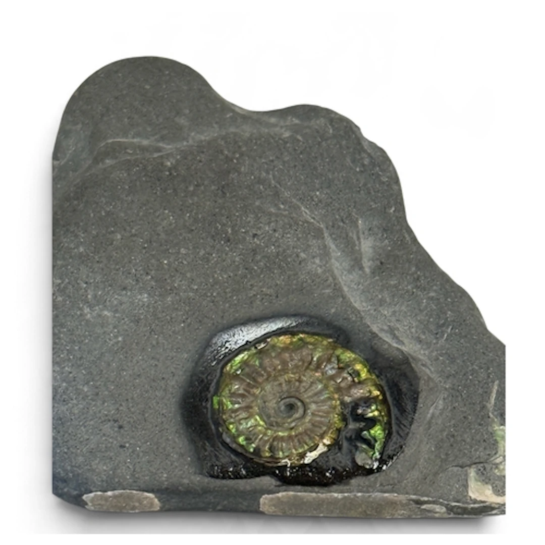 FOSSIL IRRIDESCENT AMMONITES Psiloceras planorbis....