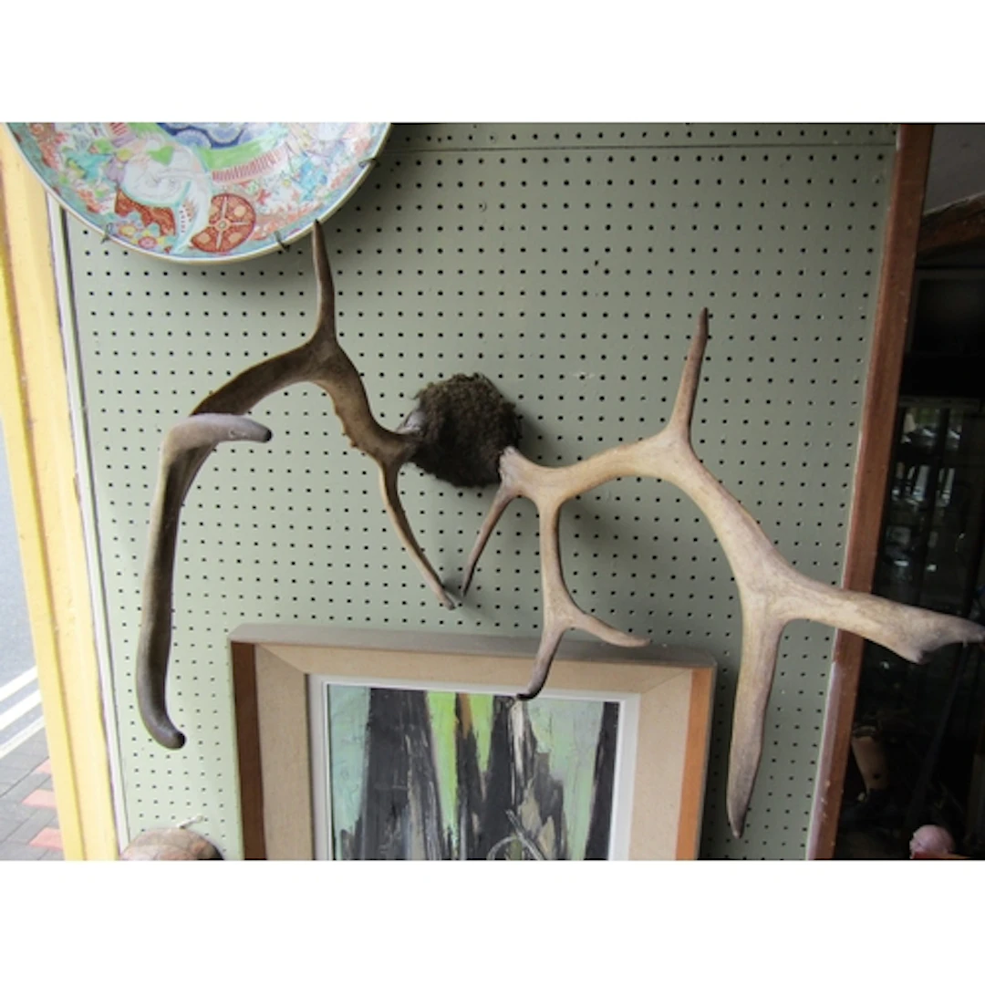 Pair of Wall Mounted Deer Antlers