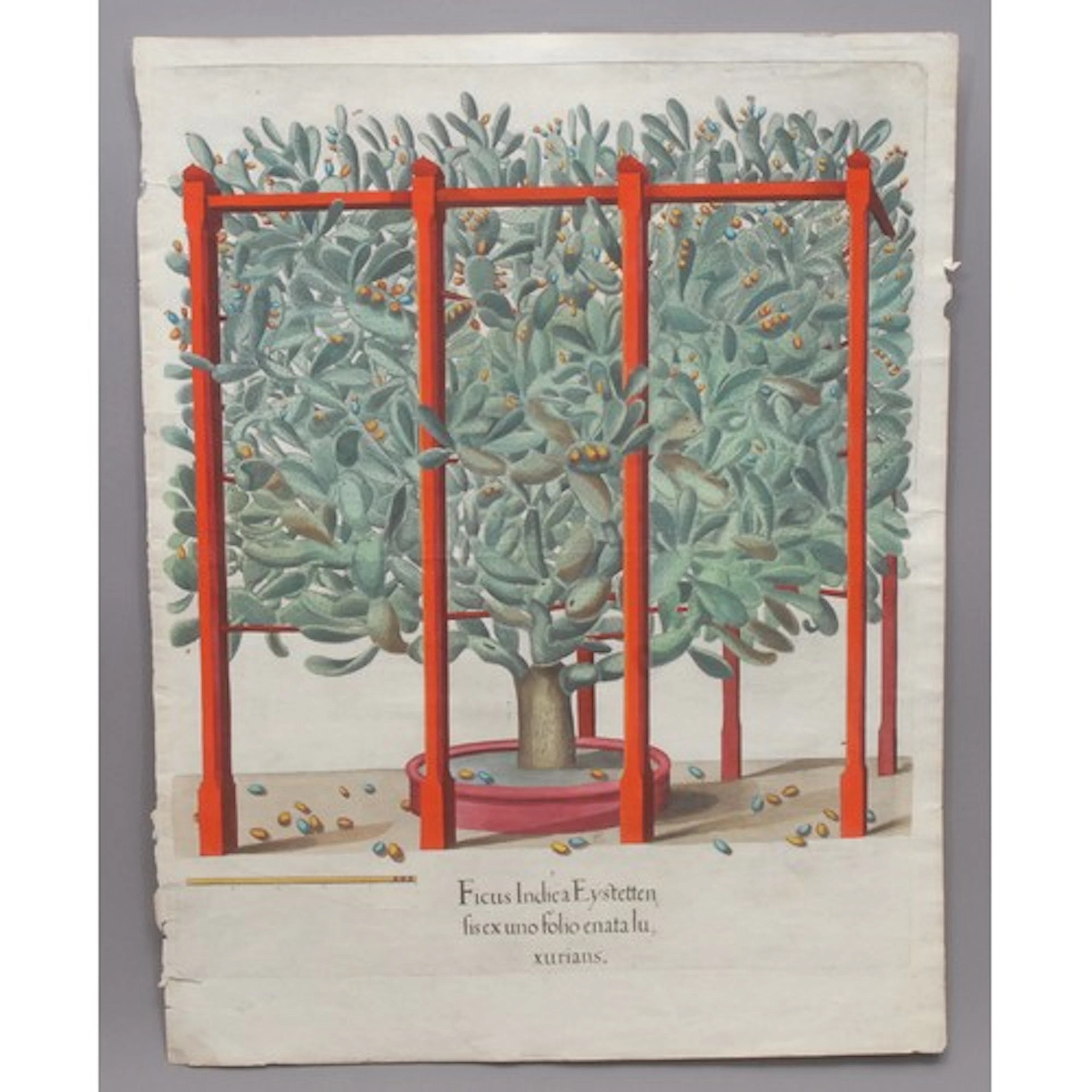 Ficus Indica (Barbary Fig) text verso, Classis Autumnalis, p...