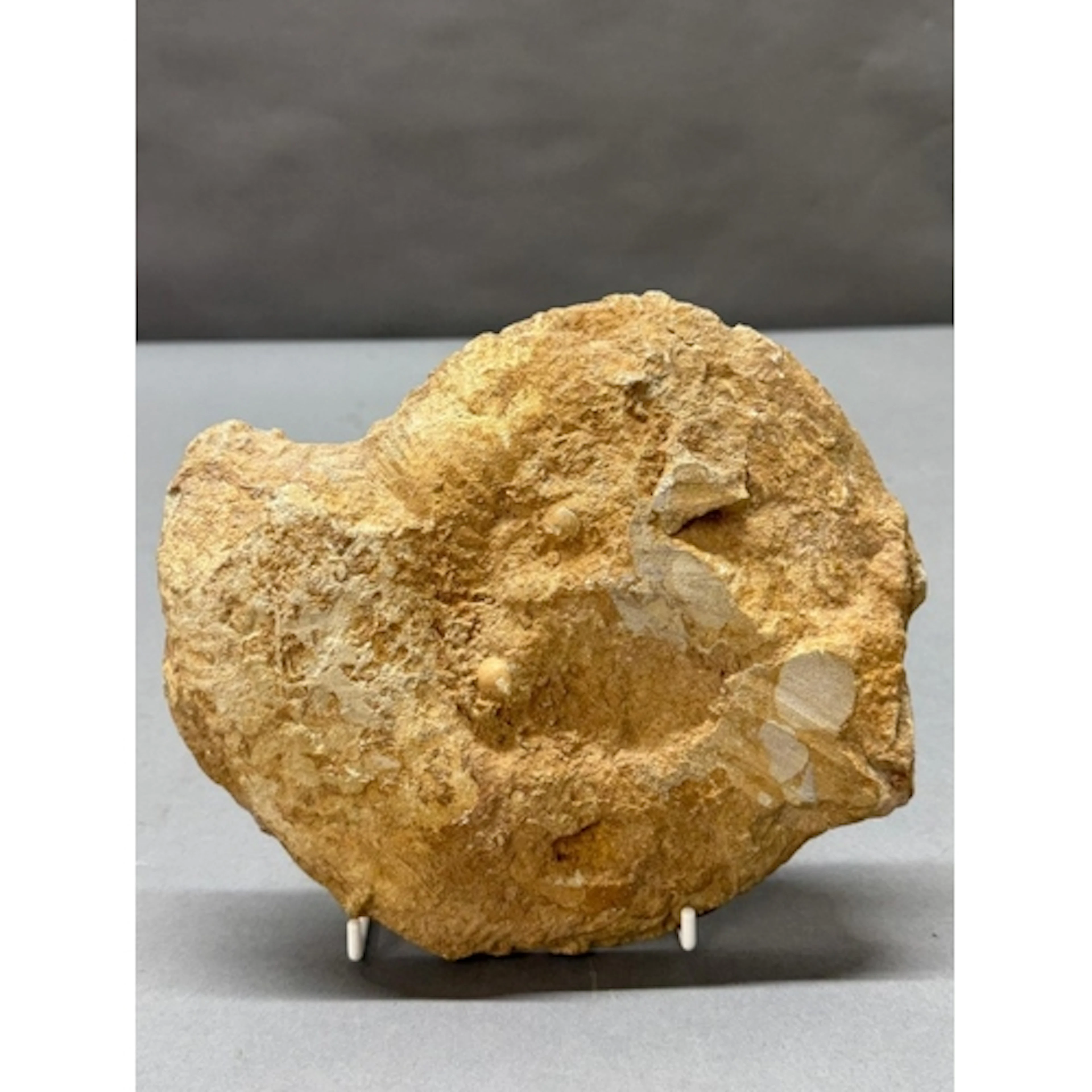 A polished Jurassic Hildoceras ammonite, approximate height ...