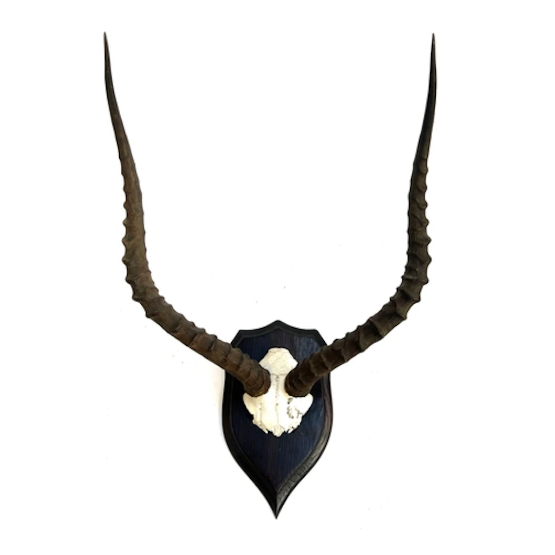 Taxidermy interest: an antelope half mount, modelled Roland ...