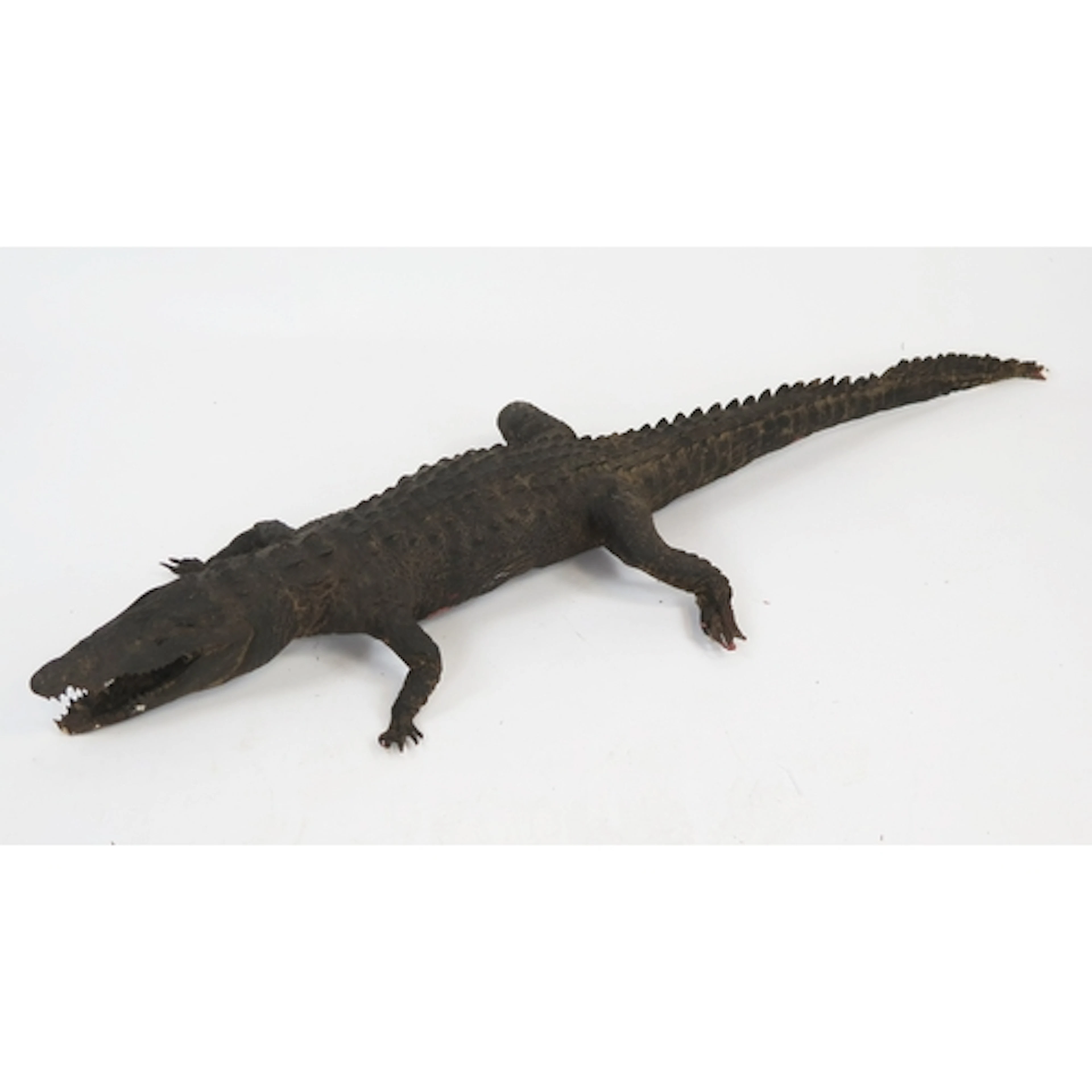 Taxidermy crocodile with open mouth and straight tail, 128cm...