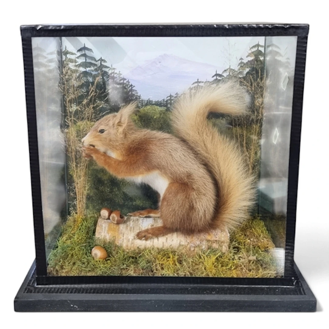 A really good cased Taxidermy of a Red Squirrel eating nuts ...