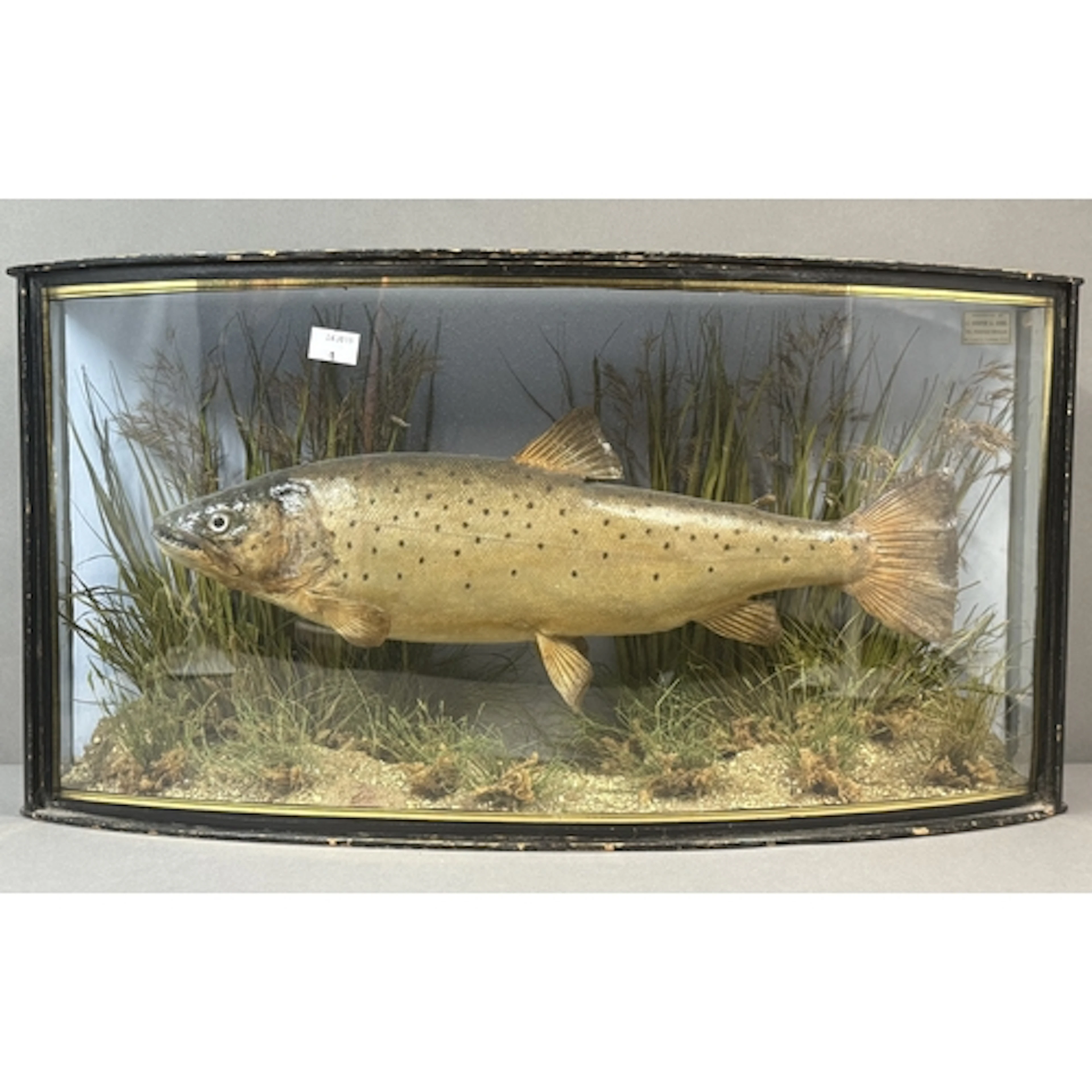 Taxidermy: J Cooper & Sons, London "Brown Trout" display...