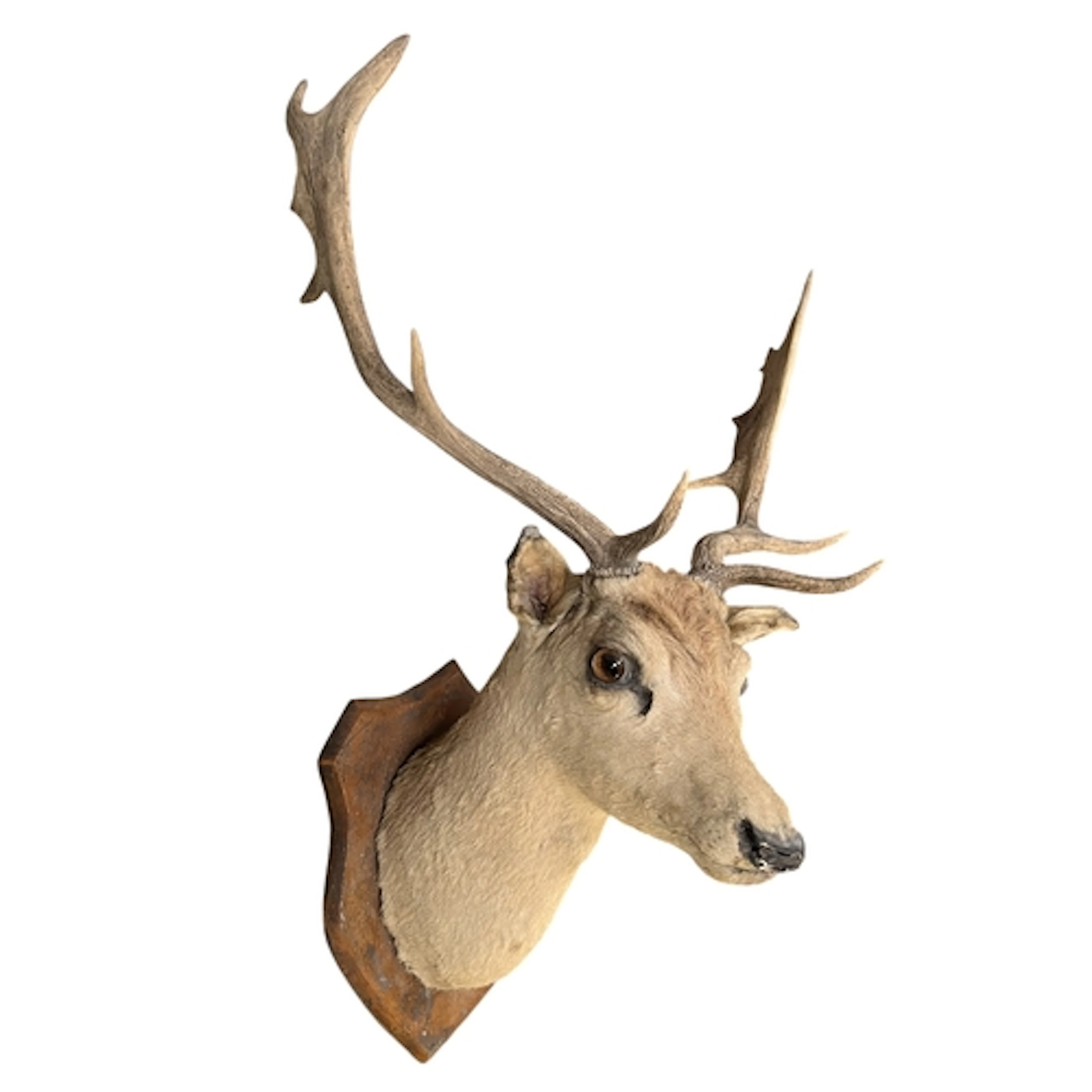 Of Natural History / Taxidermy Interest - a wooden mounted F...