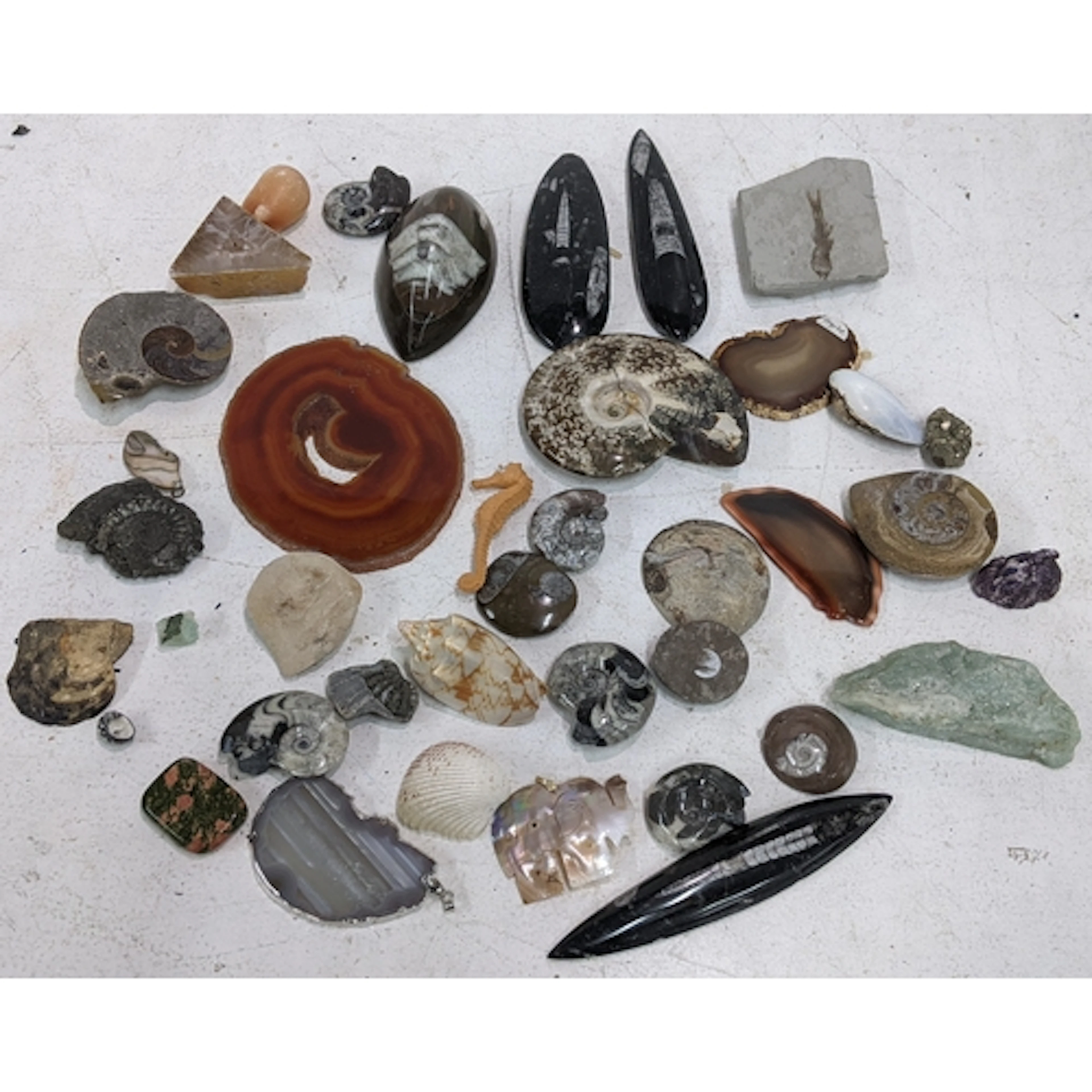 A collection of mainly fossils and shells to include ammonit...