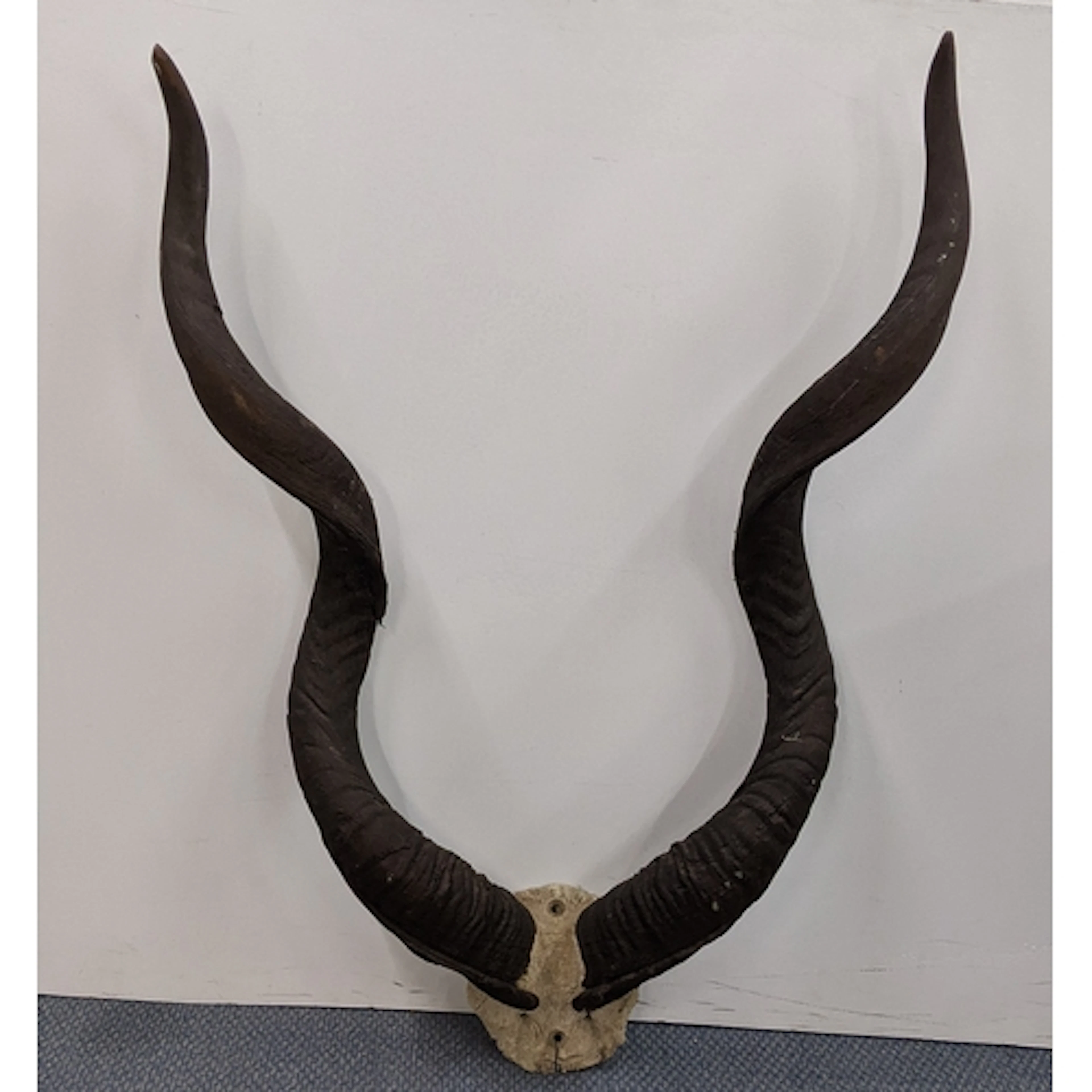 Taxidermy Interest: a pair of Kudu horns, 87cm x 67cm Locati...