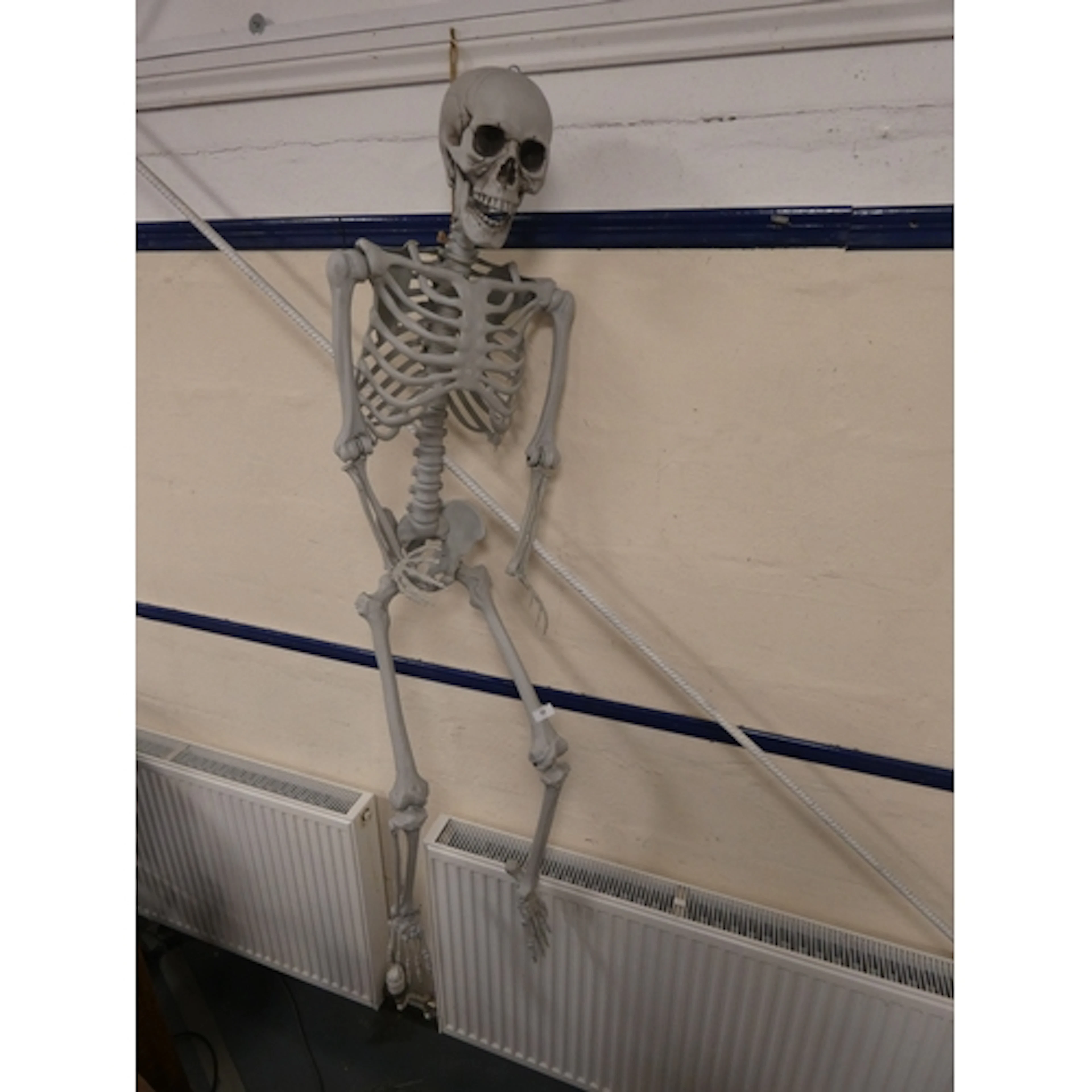 Life-size plastic prop of a skeleton.