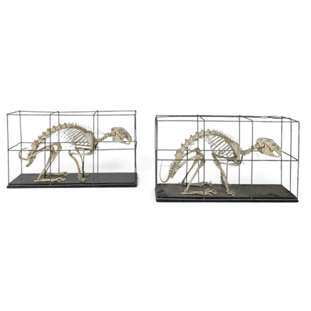 A PAIR OF TAXIDERMY ARTICULATED HARE SKELETONS Mounted in wi...