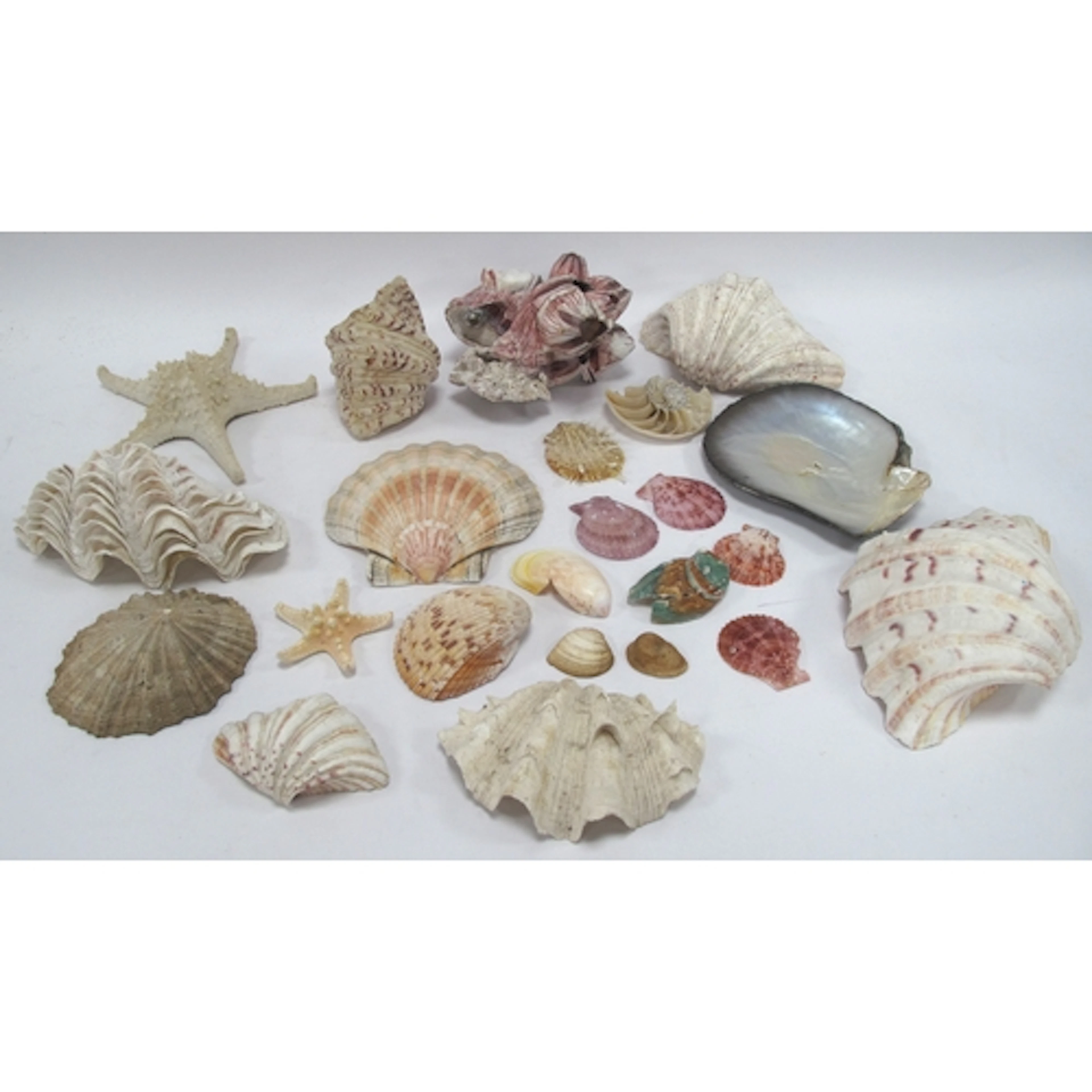 Collection of Natural Seashells and Marine Specimens, includ...