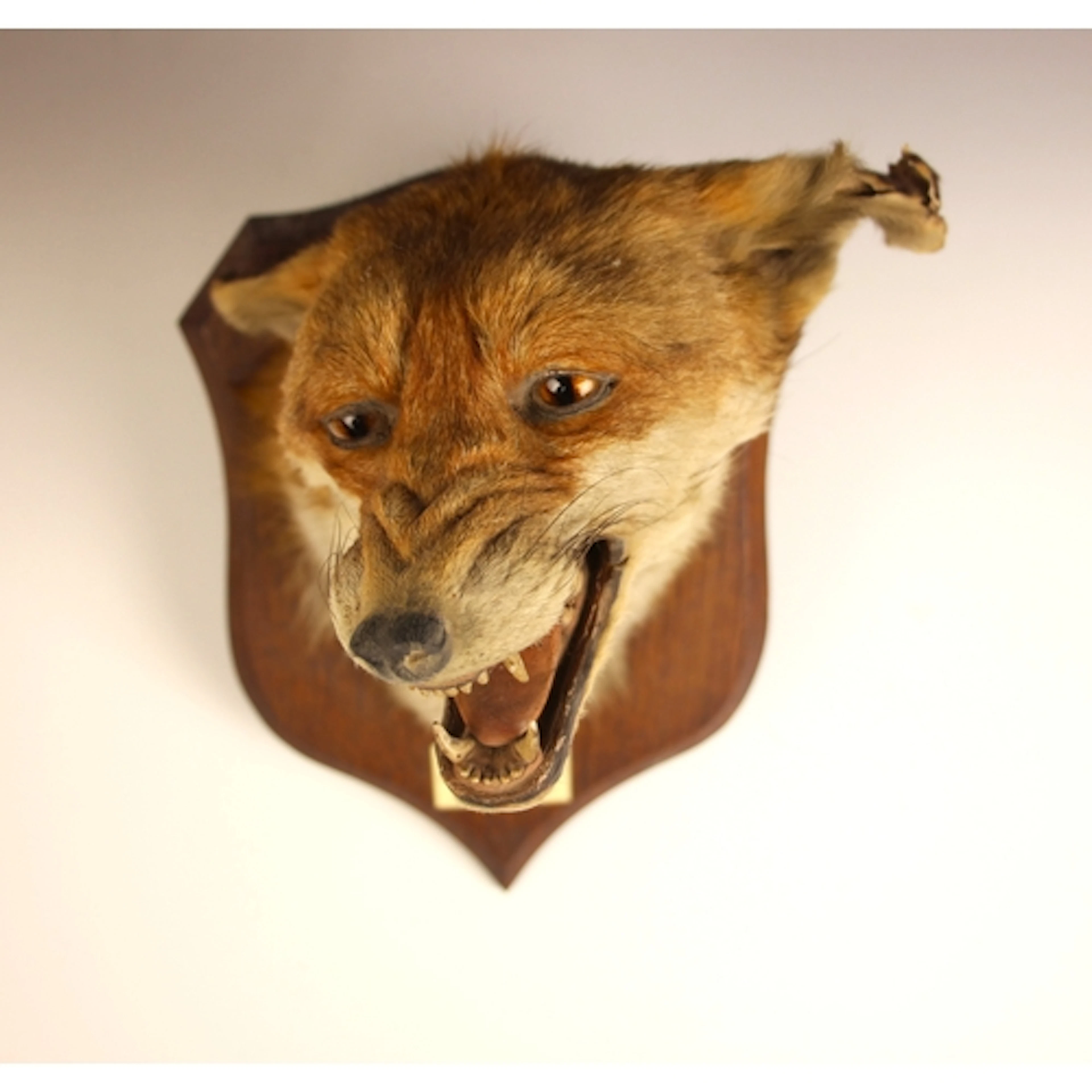TAXIDERMY: A fox [Vulpes vulpes] mask mount by P. Spicer & S...
