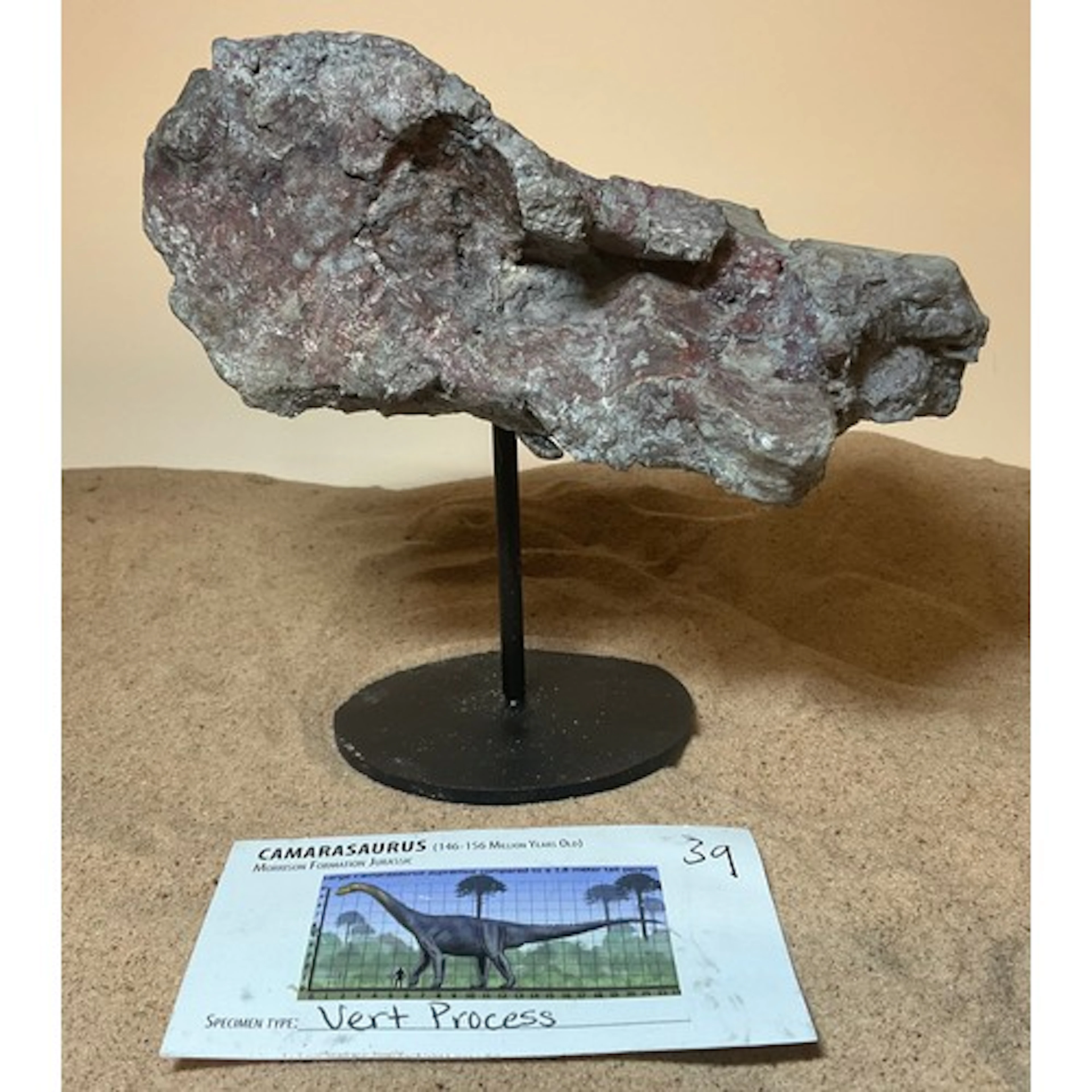 A Jurassic Period Camarasaurus vertebrae section on stand, s...