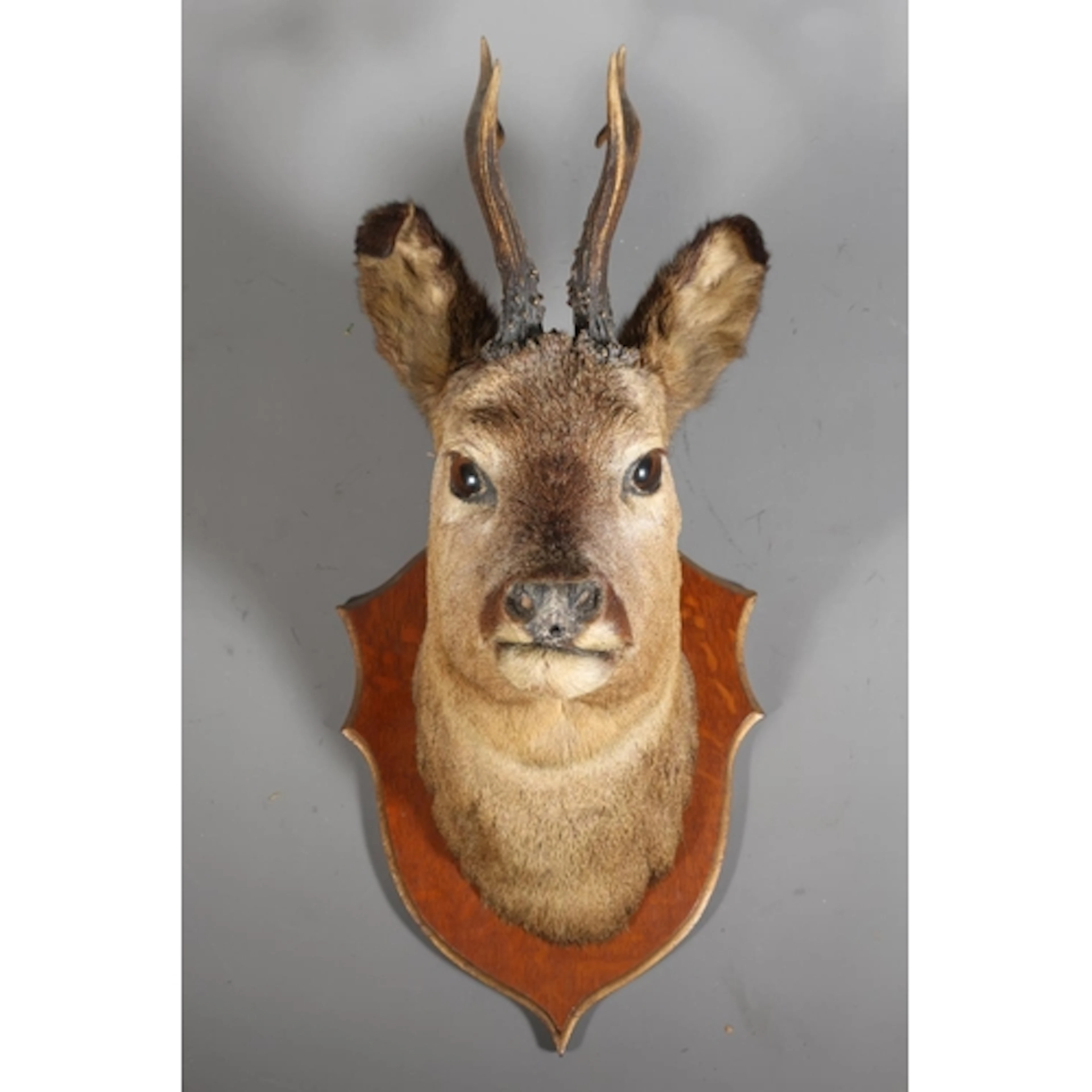 Taxidermy bust of a male roe deer (Capreolus capreolus) with...