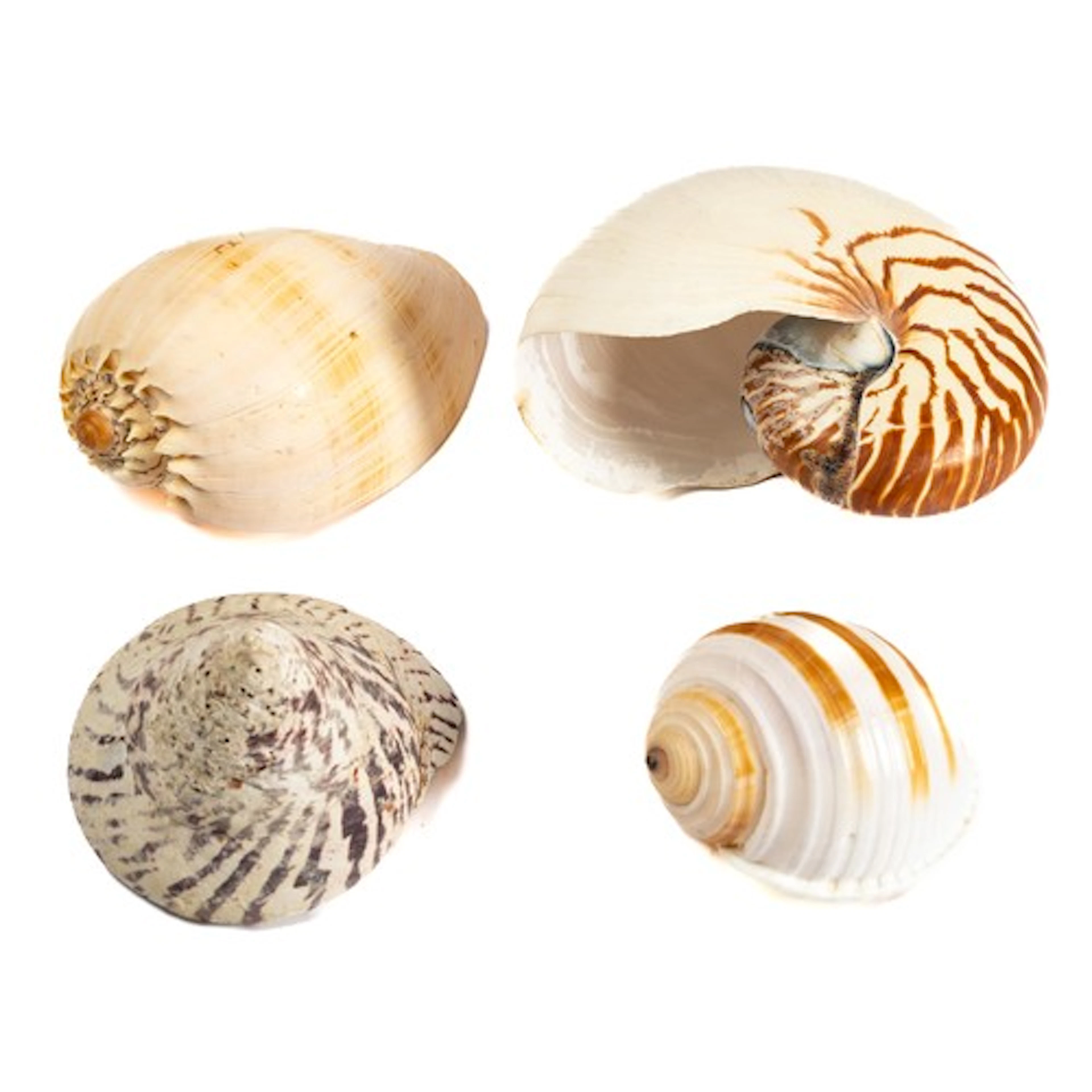 A selection of specimen sea shells, comprising Nautilus Pomp...