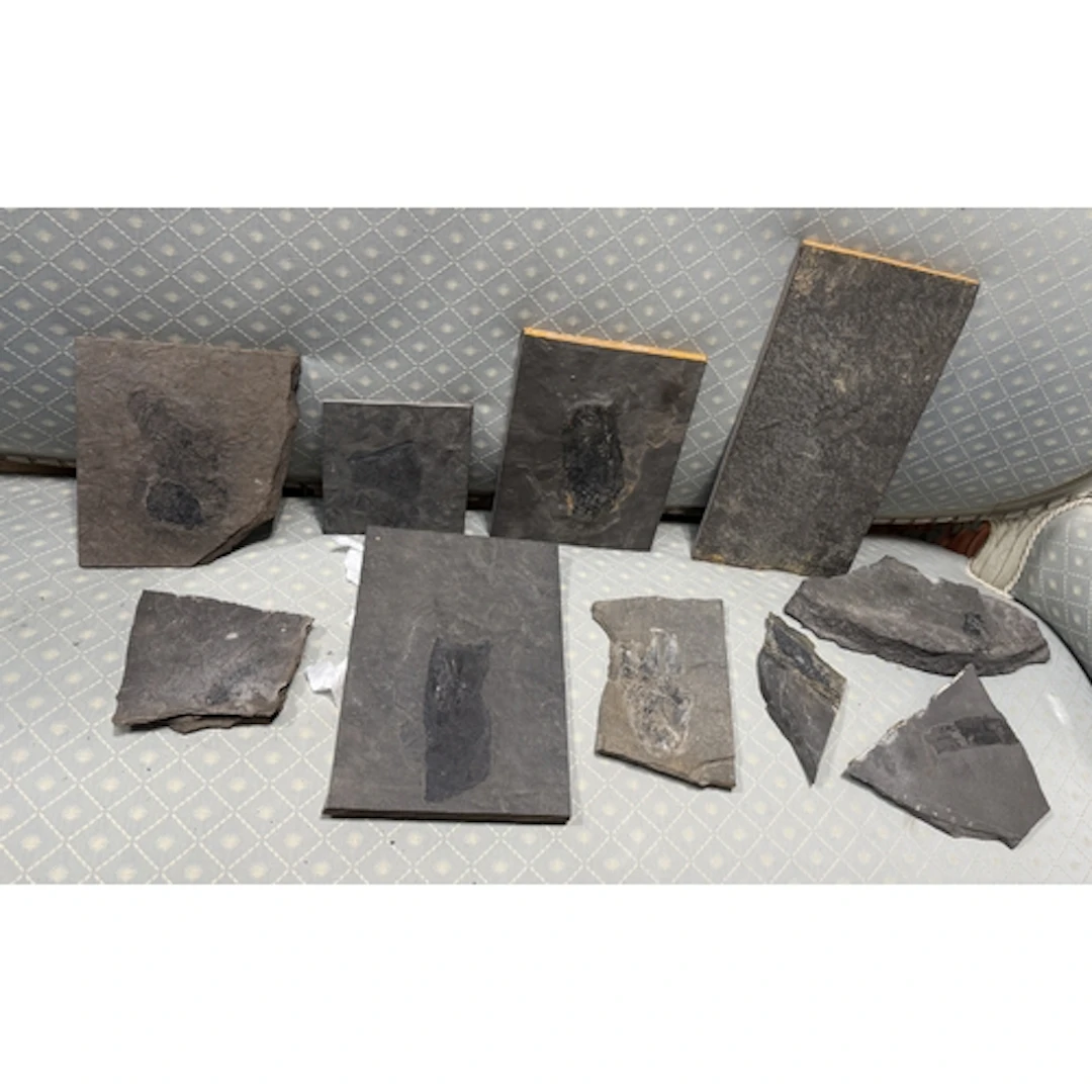 A COLLECTION OF FOSSILS TO INCLUDE FISH, PLANT MATTER Larges...