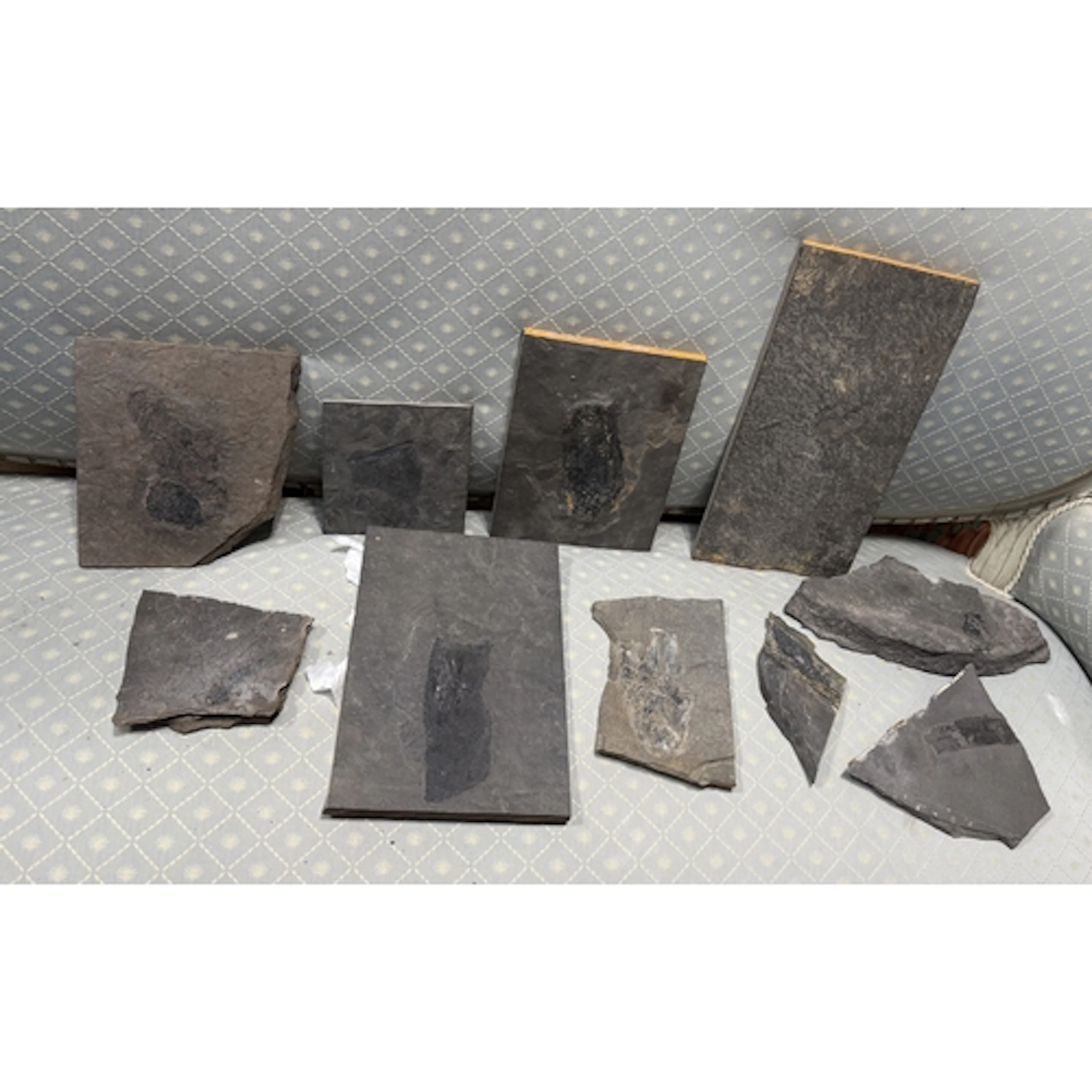 A COLLECTION OF FOSSILS TO INCLUDE FISH, PLANT MATTER Larges...
