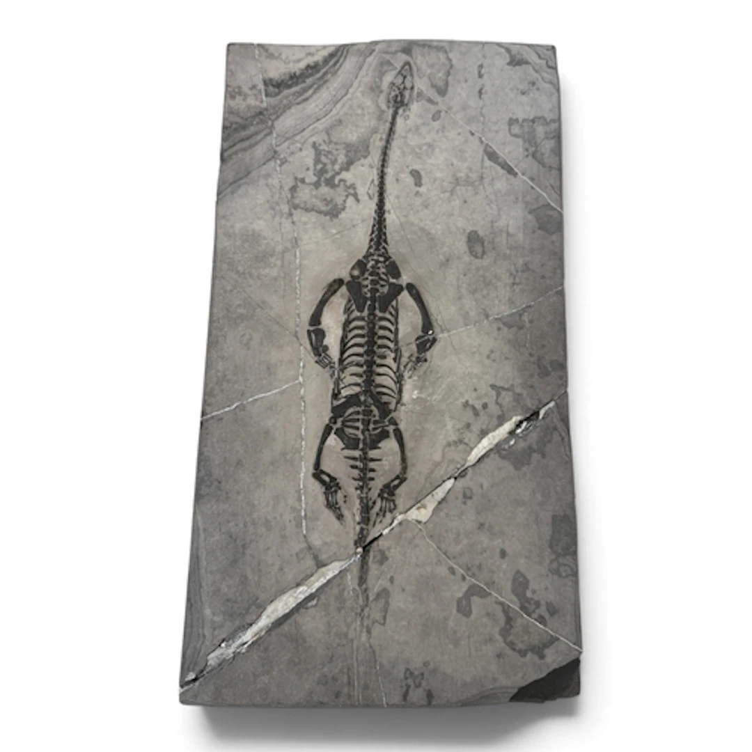 A FOSSIL MALE KEICHOSAURUS SKELETON Triassic era marine rept...
