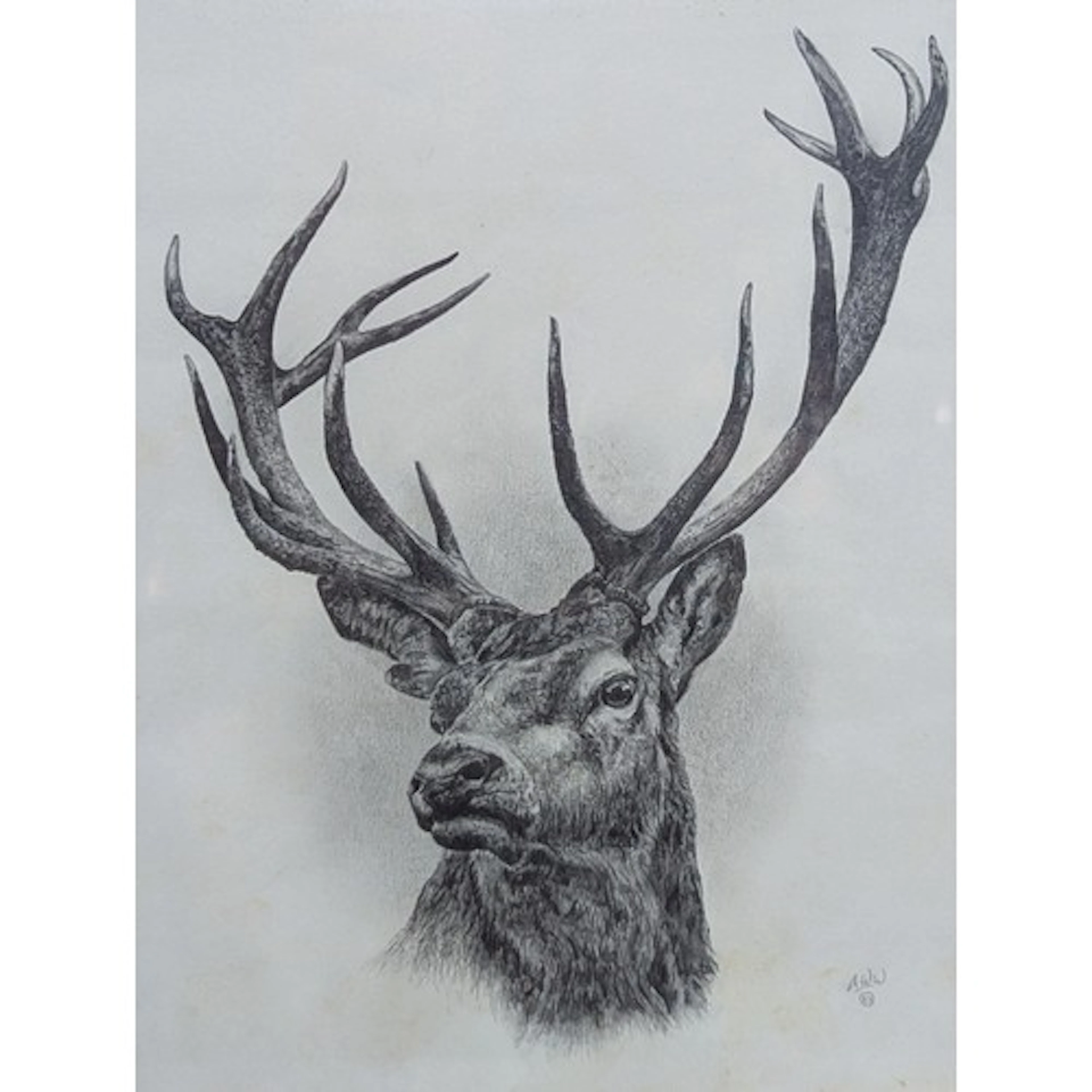 Andrew Warrington, original graphite drawing of a stag, init...