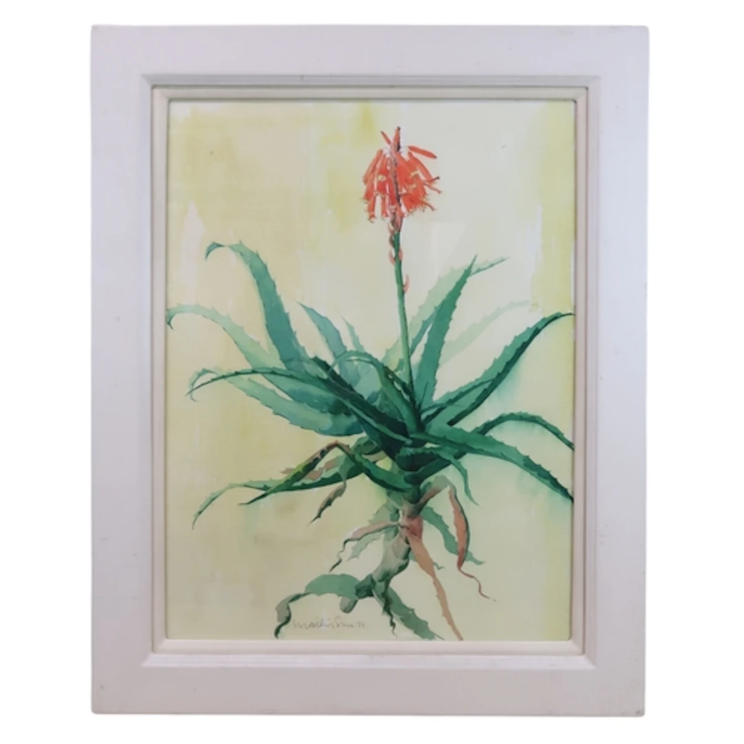 JOHN MATHIESON (SCOTTISH CONTEMPORARY) SPIDER ALOE &nb...