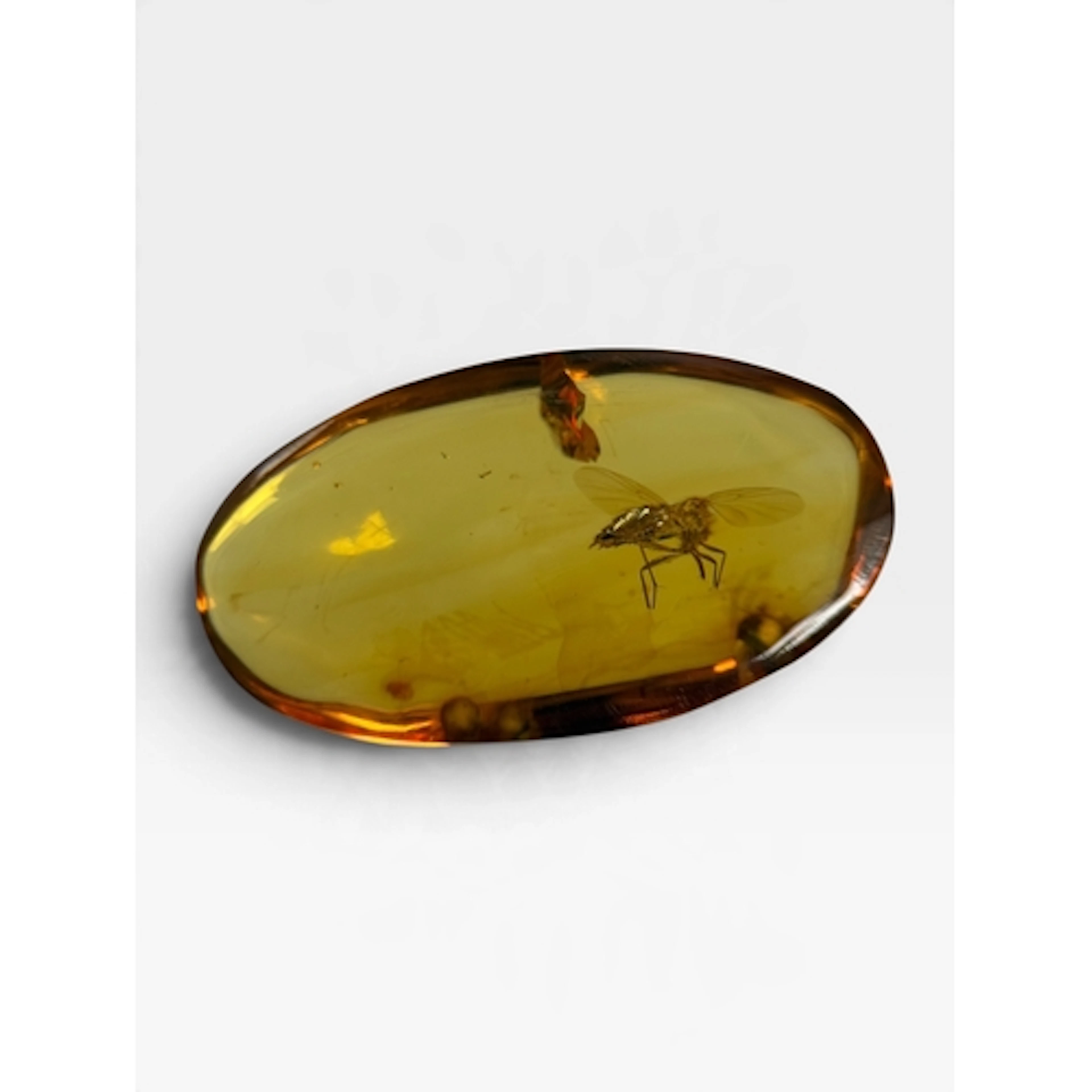 A WINGED INSECT FOSSIL IN AMBER A highly detailed flying ins...