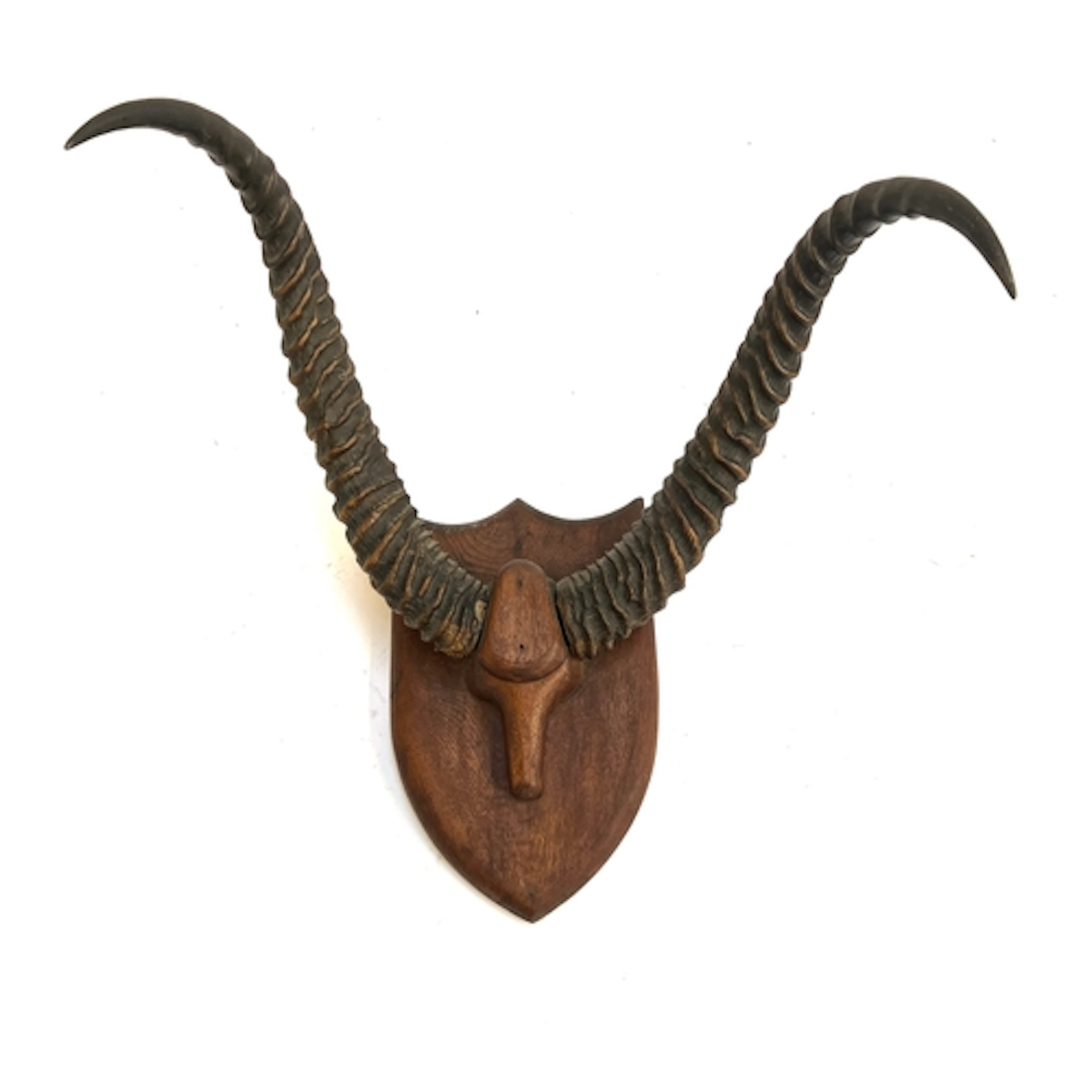 A pair of Ibex horns mounted on an oak shield plaque, 54cmW ...