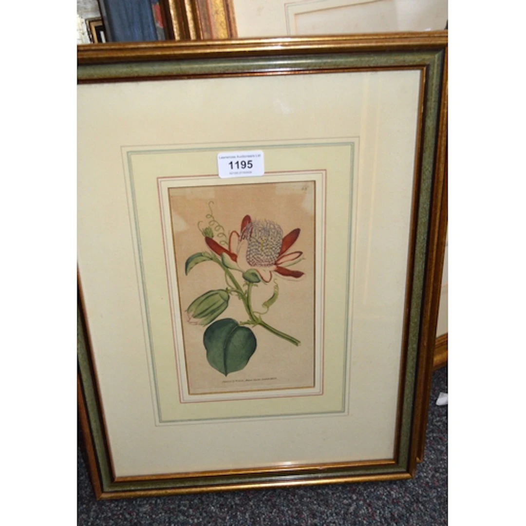 Pair of small 19th Century hand coloured botanical engraving...