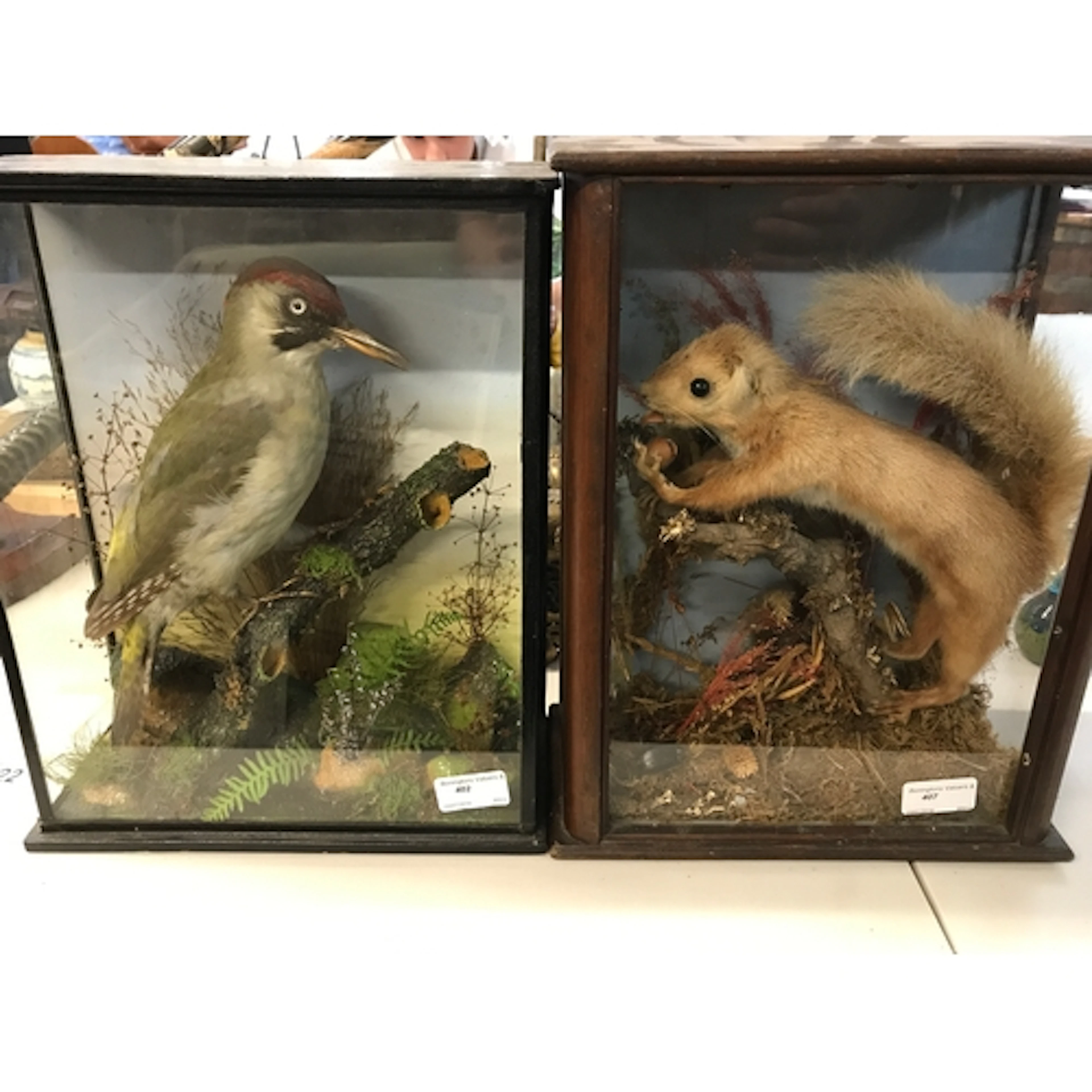 Taxidermy squirrel and a European woodpecker case 35cm tall,...