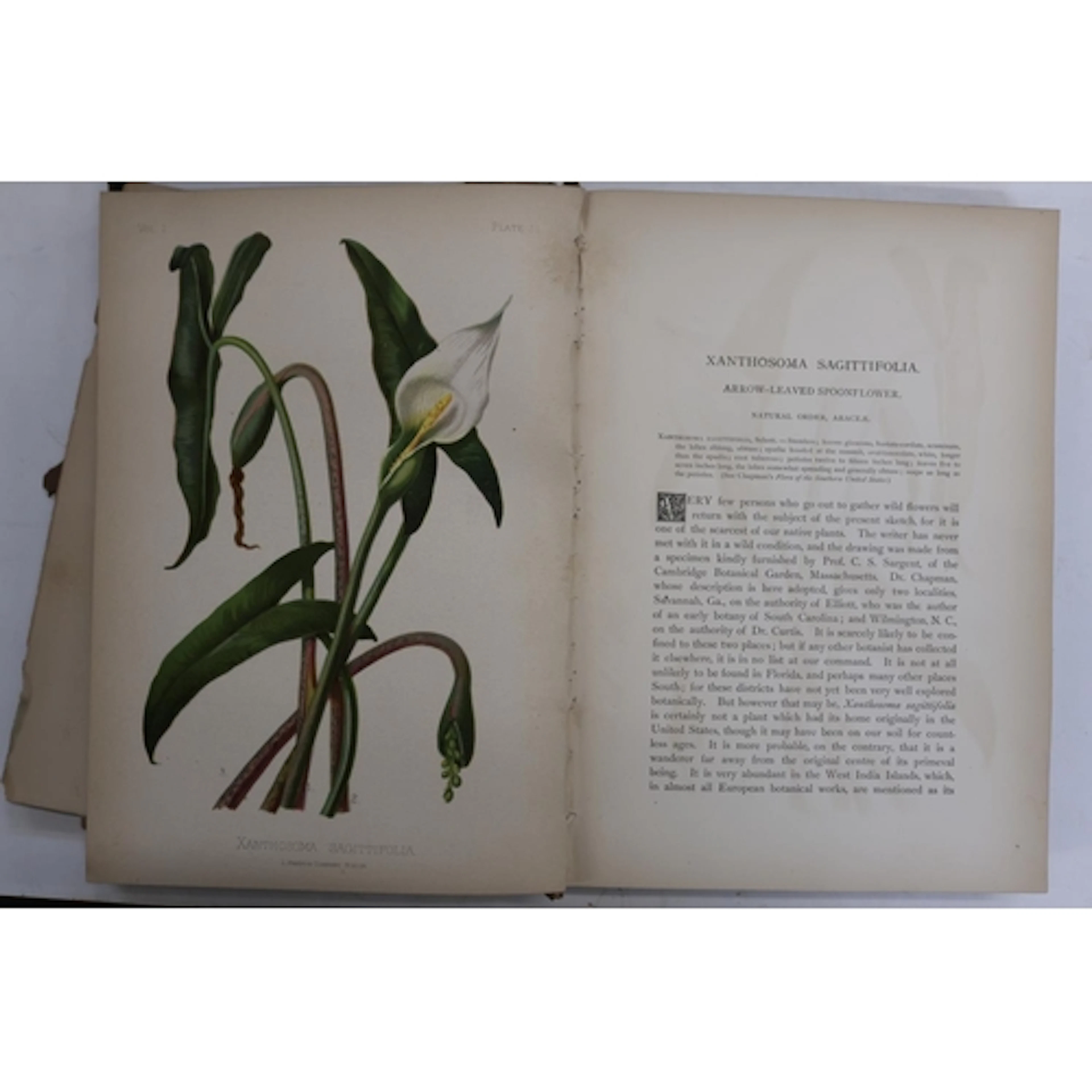 The Native Flowers and Ferns of the United States by Thomas ...