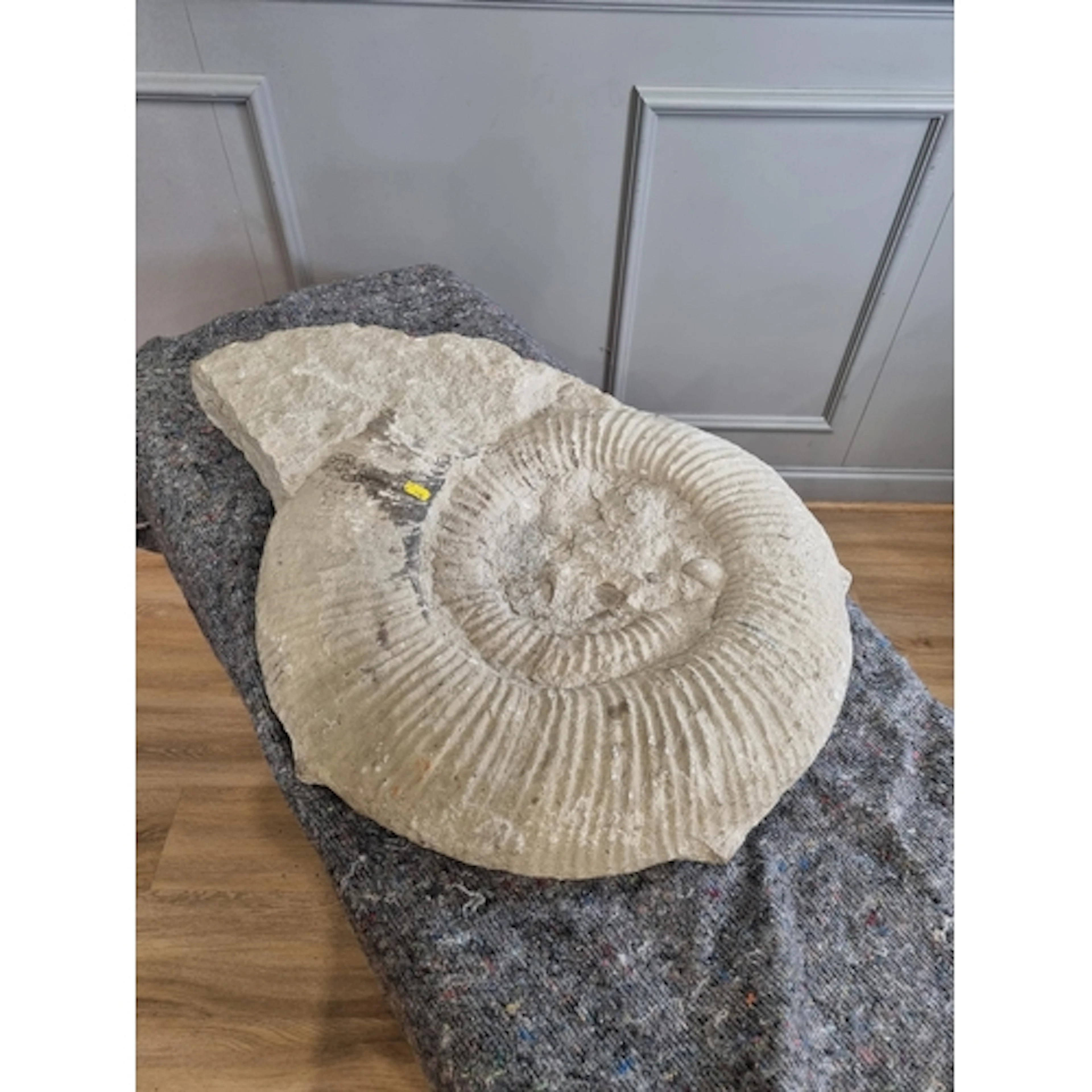 A large Ammonite (Titanites giganteus) 2ft 4in W with trigon...