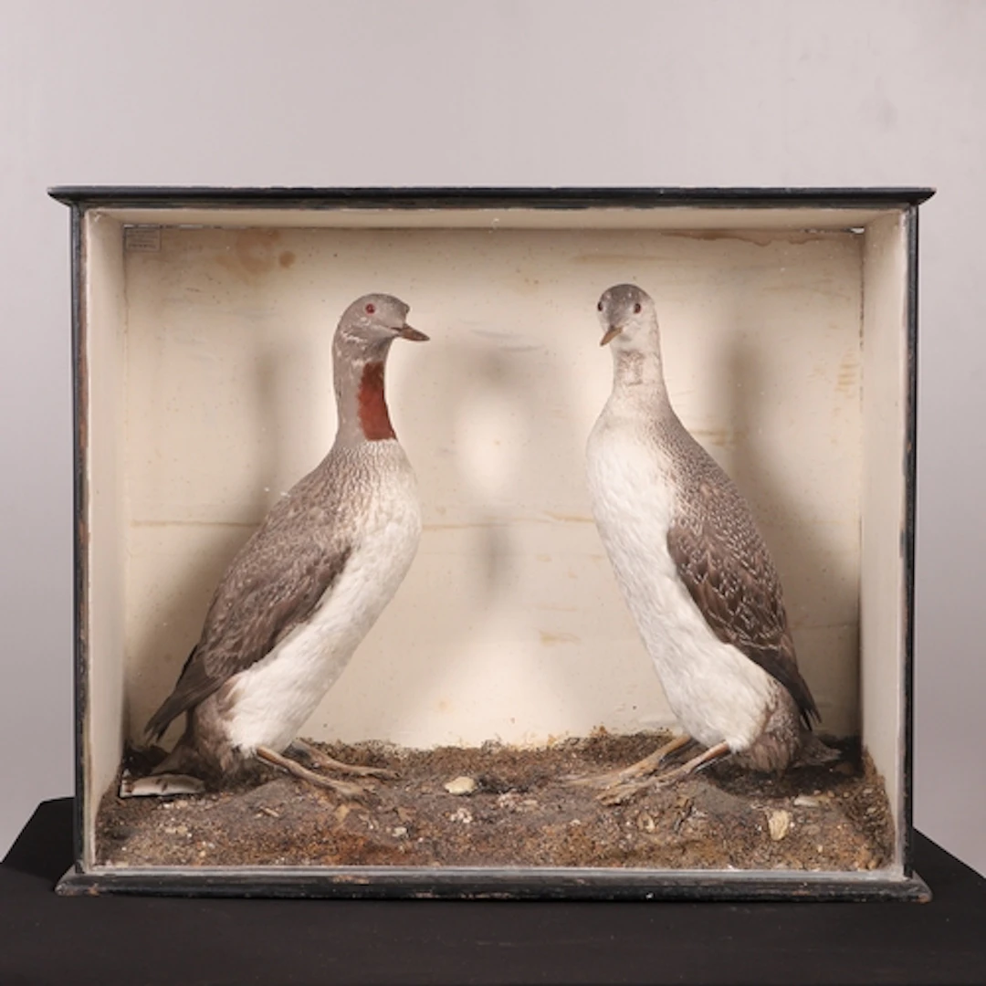 TAXIDERMY - RED THROATED DIVERS, 'C BURNISTON'. A pair of Re...