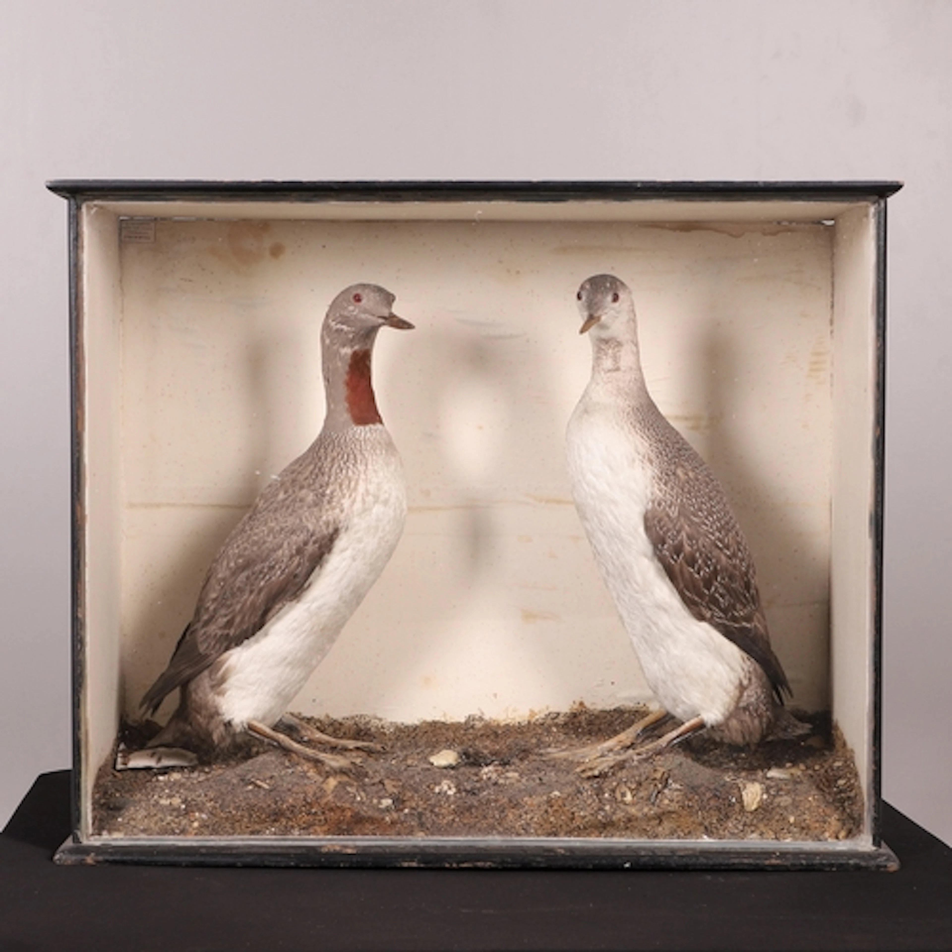 TAXIDERMY - RED THROATED DIVERS, 'C BURNISTON'. A pair of Re...